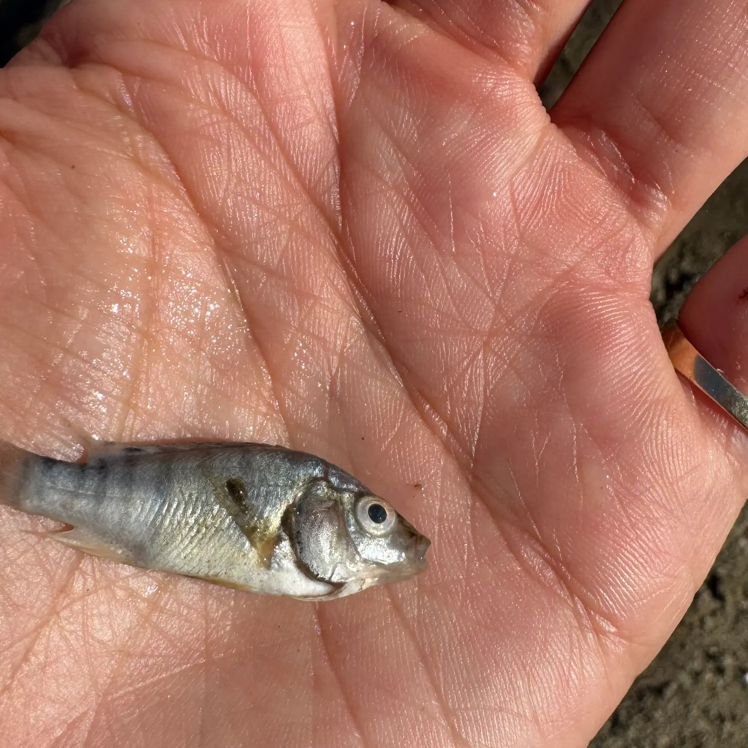 The most recent Silver surfperch catches on Fishbrain