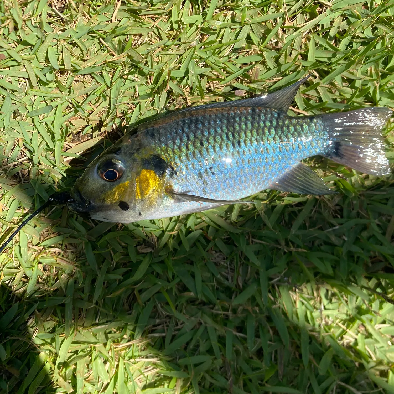 The most recent Kariba tilapia catches on Fishbrain