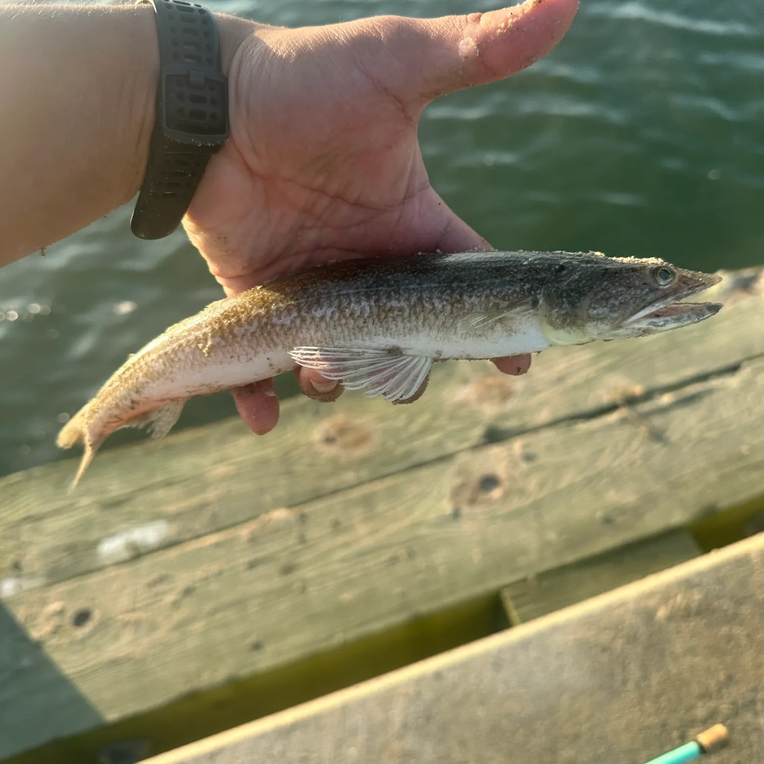 Inshore lizardfish caught on Fishbrain