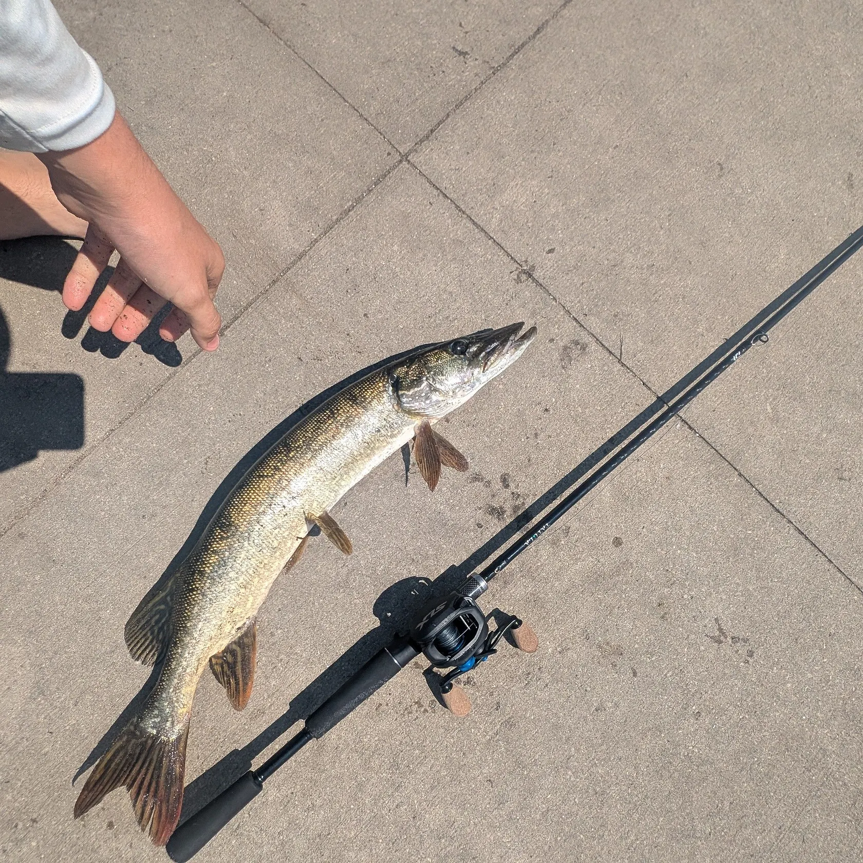 The most recent Northern pike catches on Fishbrain