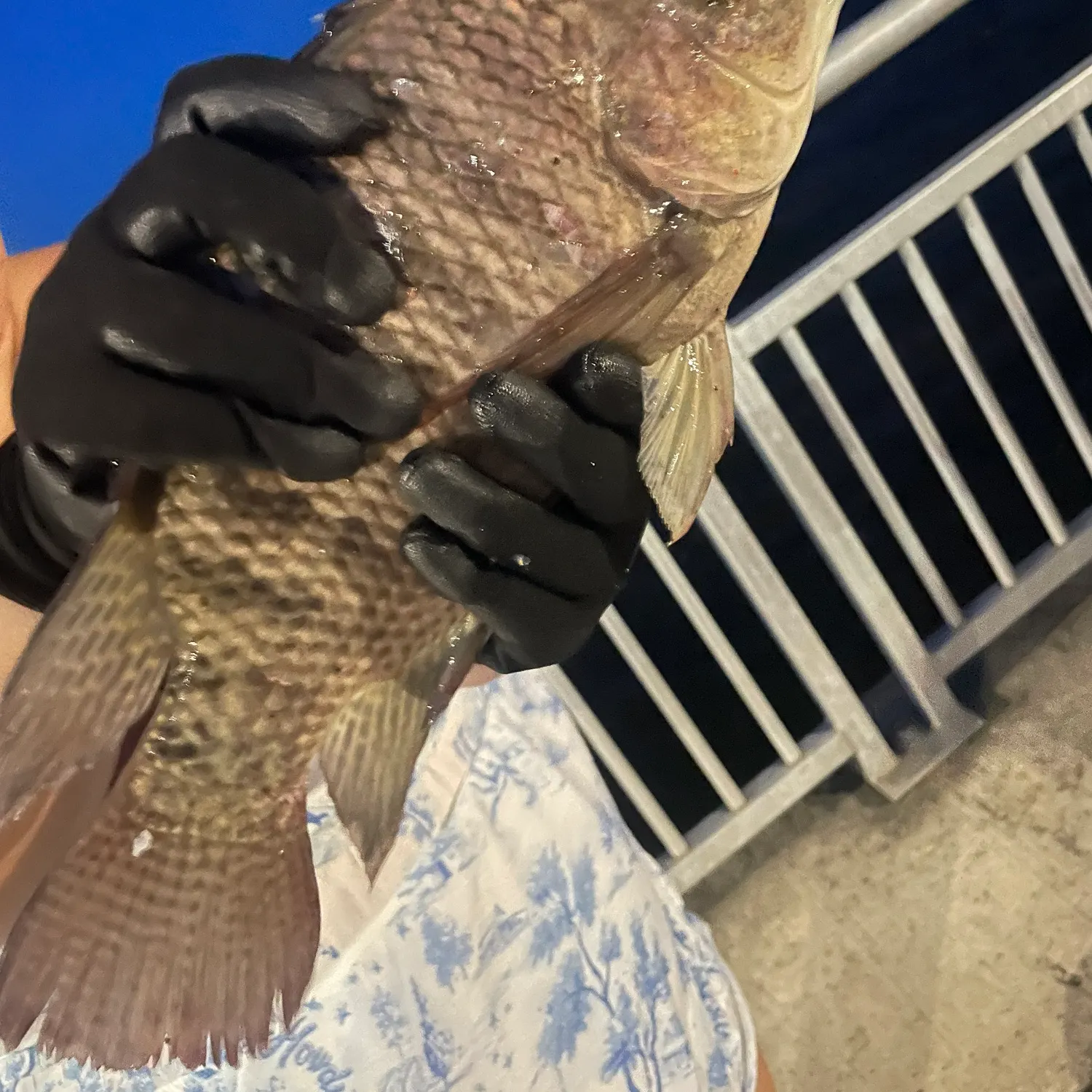 The most recent Nile tilapia catches on Fishbrain
