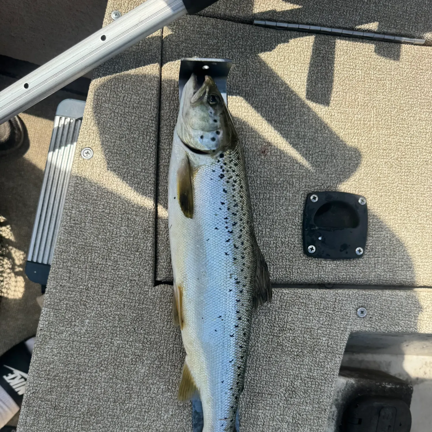 Landlocked atlantic salmon caught on Fishbrain
