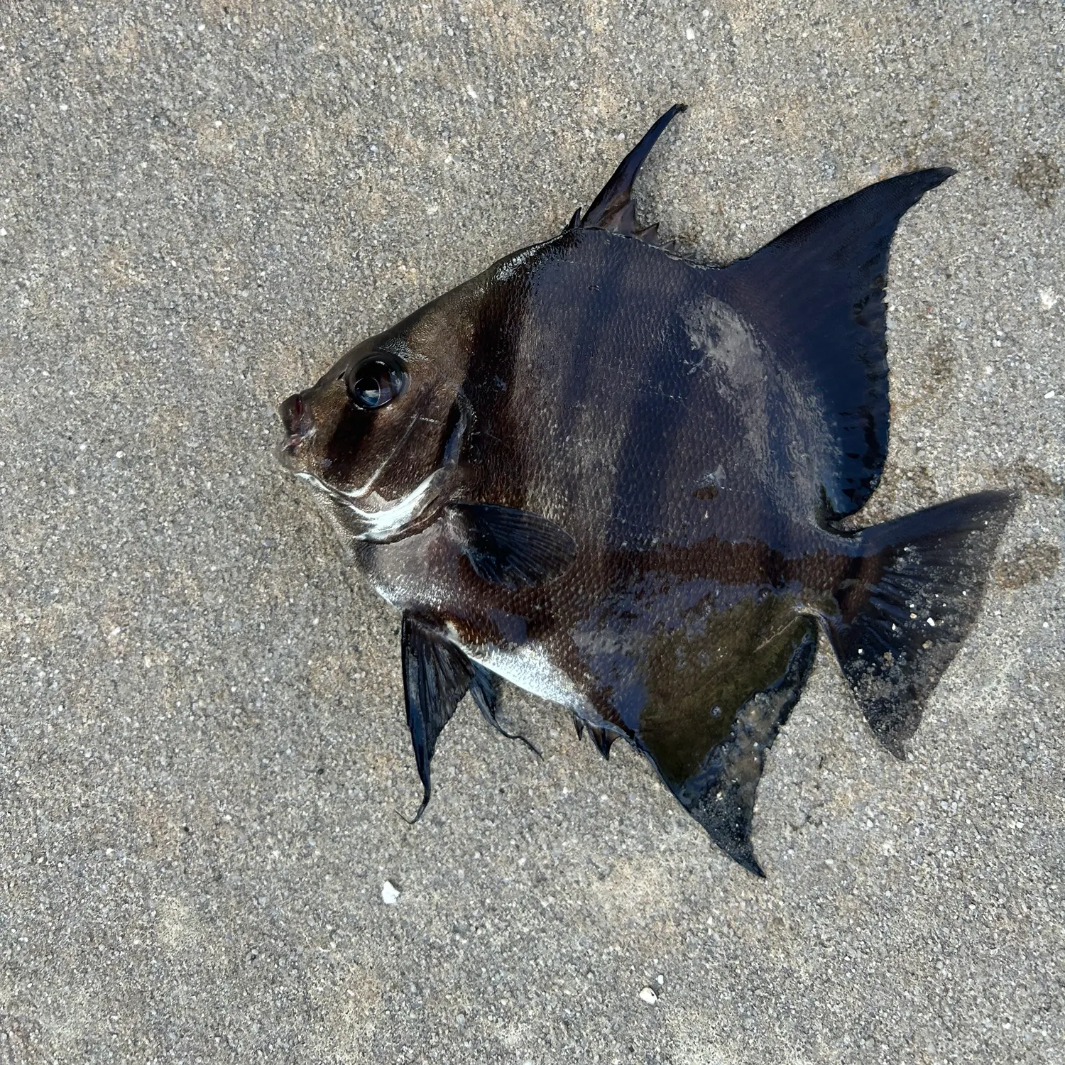 The most recent Atlantic spadefish catches on Fishbrain