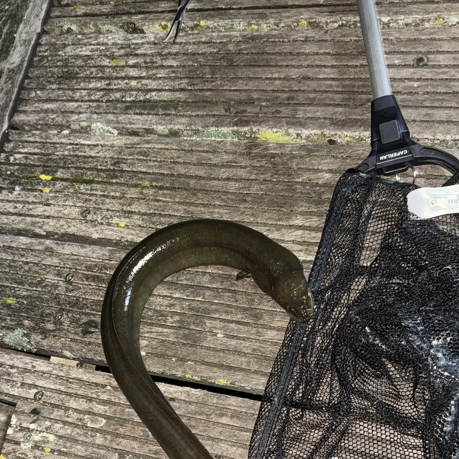 The most recent European eel catches on Fishbrain