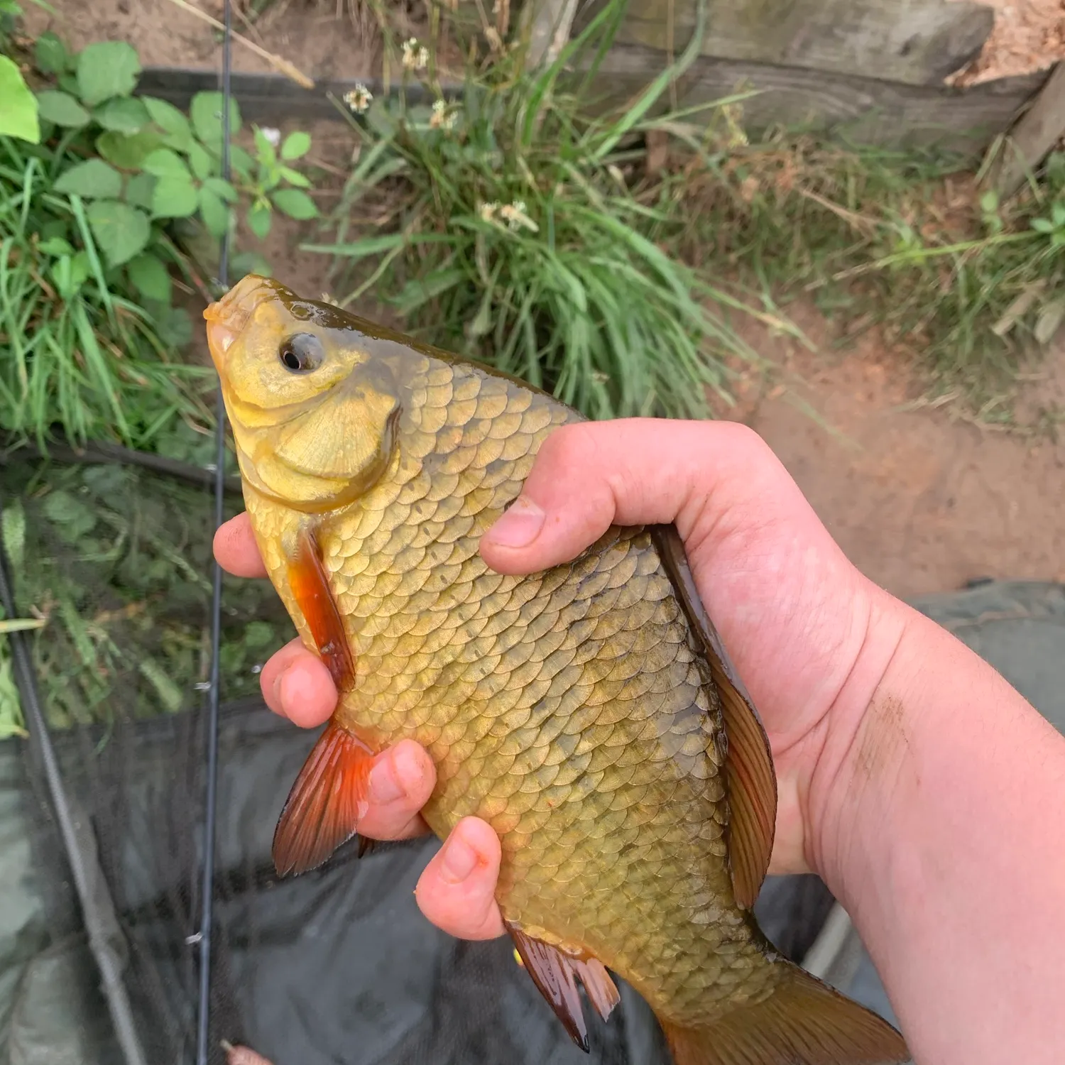 Crucian carp caught on Fishbrain