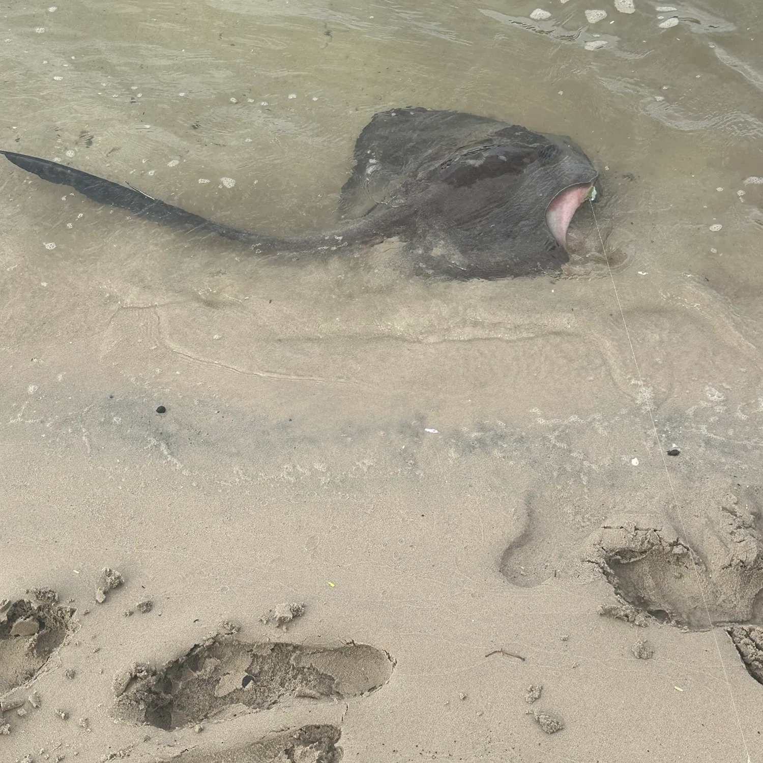 The most recent Common stingray catches on Fishbrain