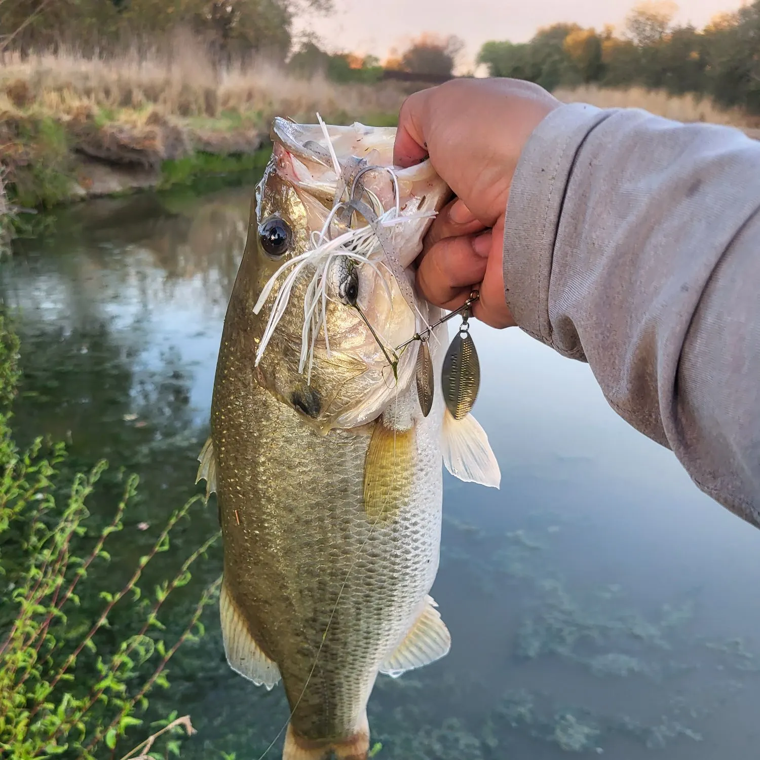 Largemouth bass caught on Fishbrain