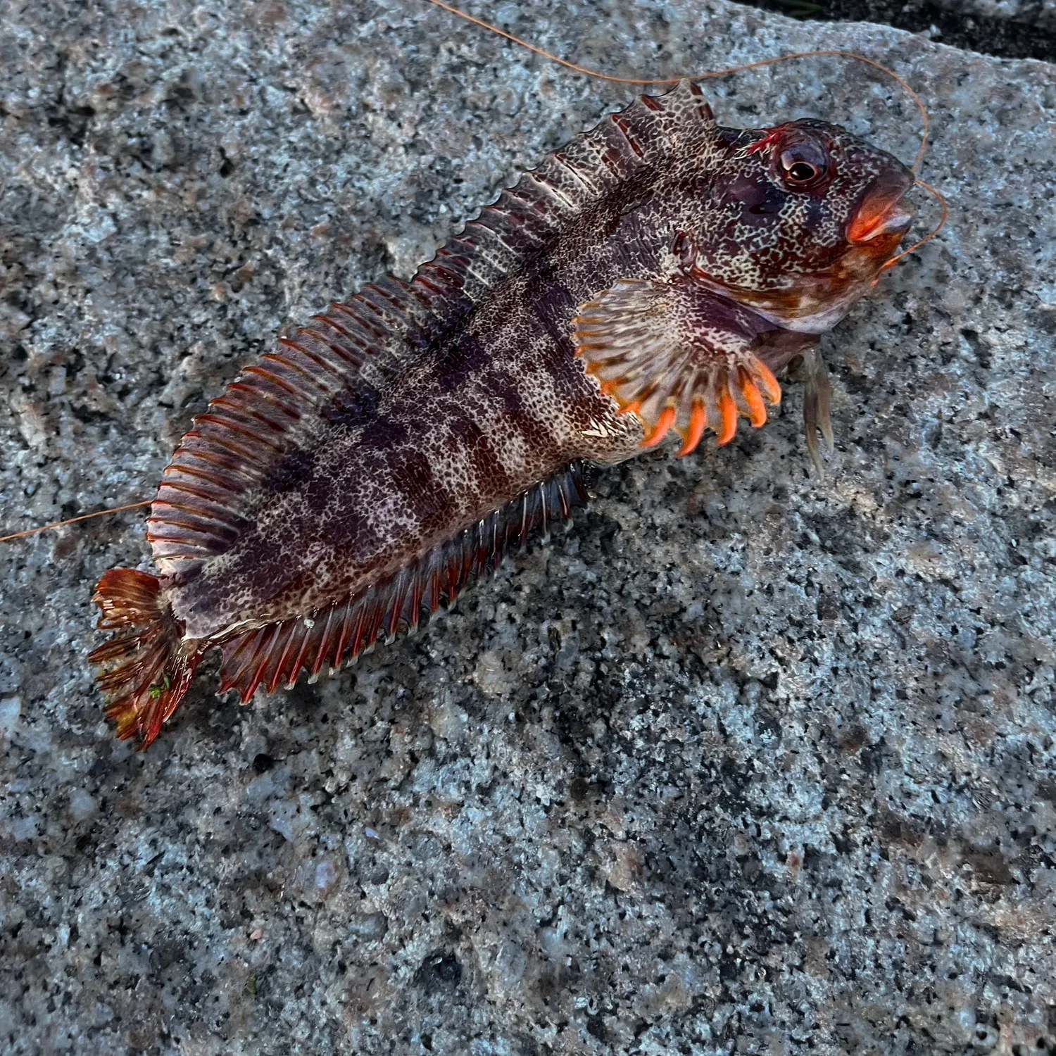 The most recent Tompot blenny catches on Fishbrain