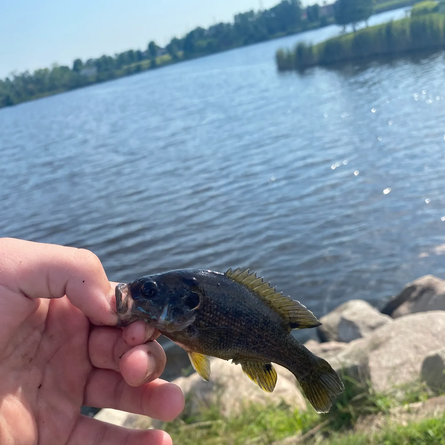 Green sunfish caught on Fishbrain