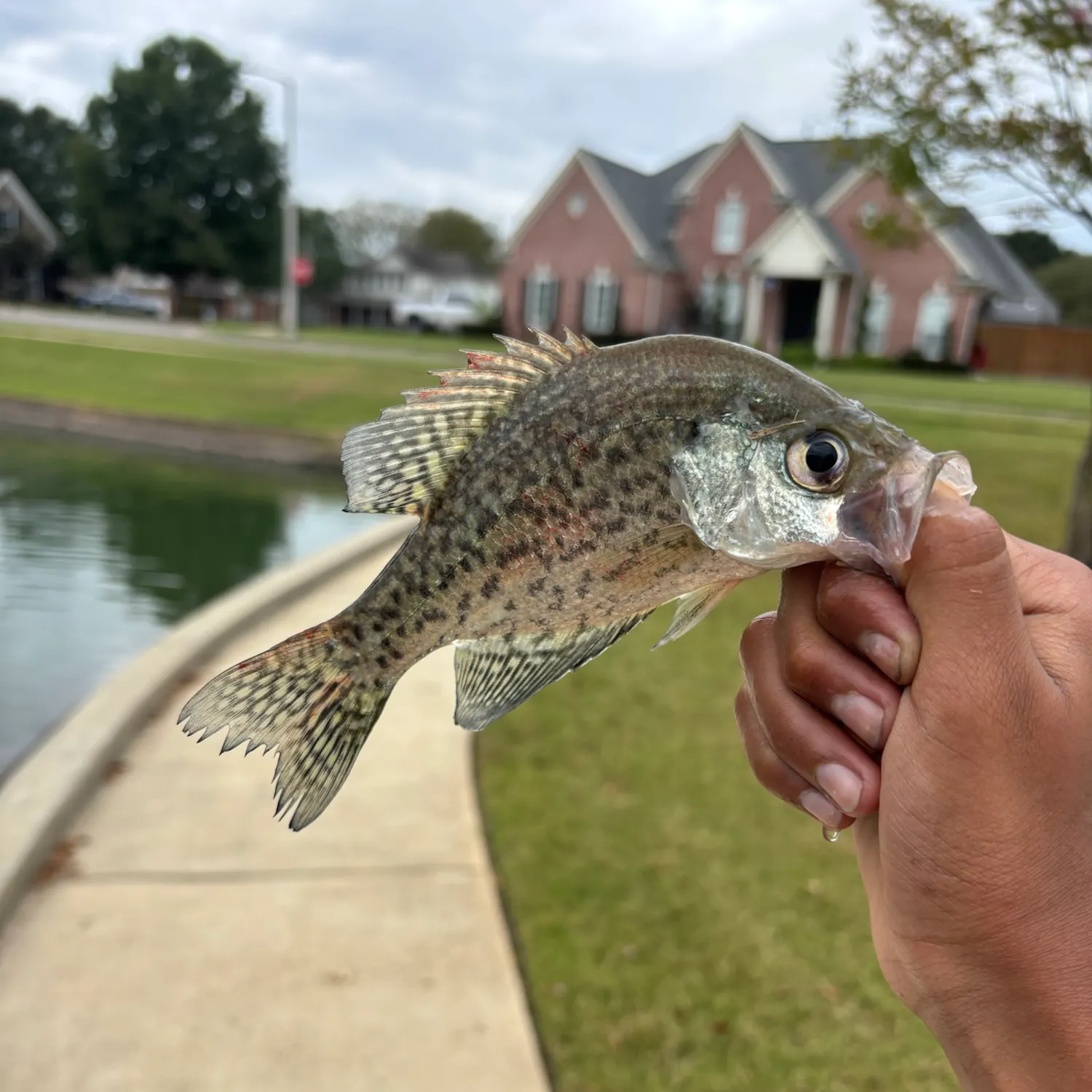 Black crappie caught on Fishbrain