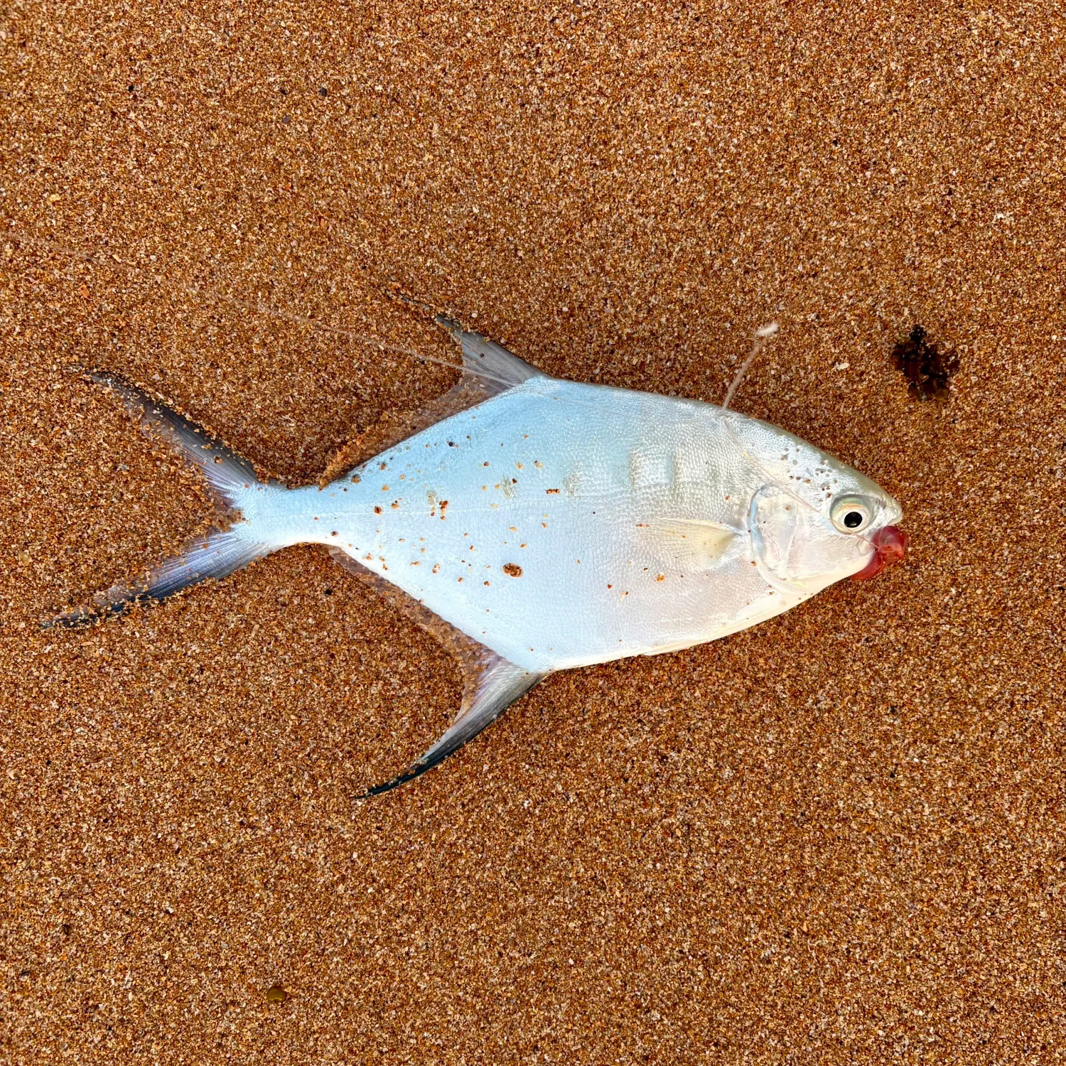 Largespotted dart caught on Fishbrain