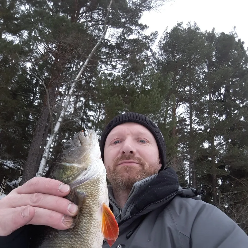 European perch caught on Fishbrain