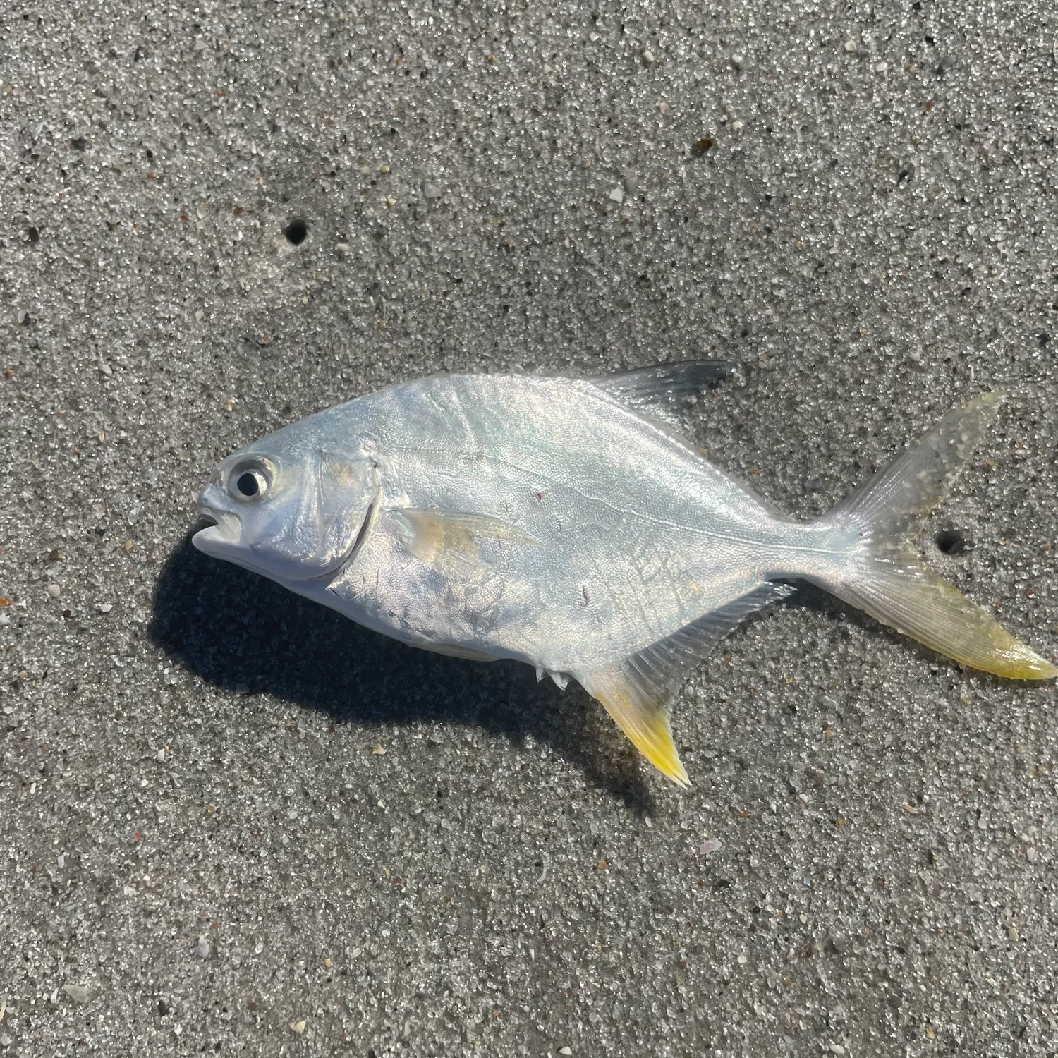 The most recent Florida pompano catches on Fishbrain