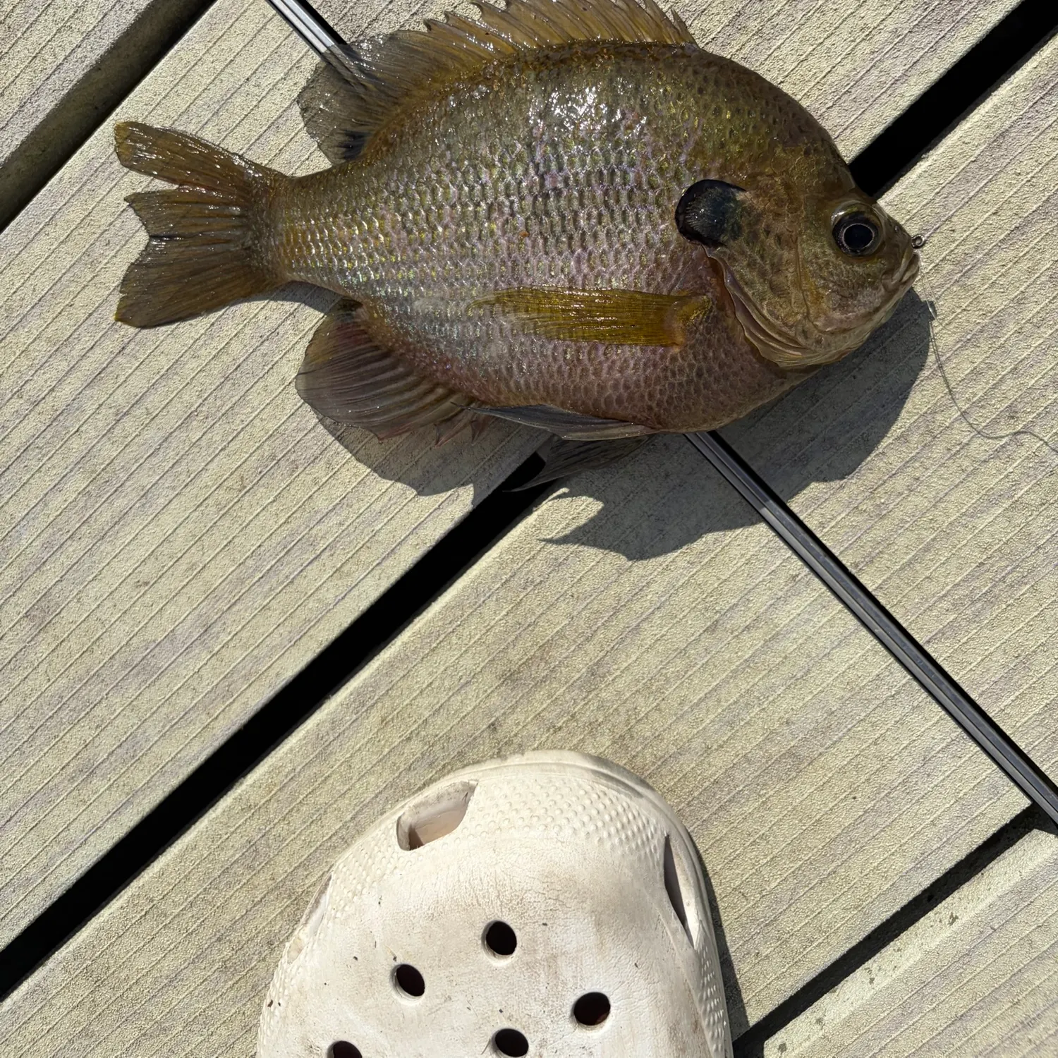 Bluegill caught on Fishbrain