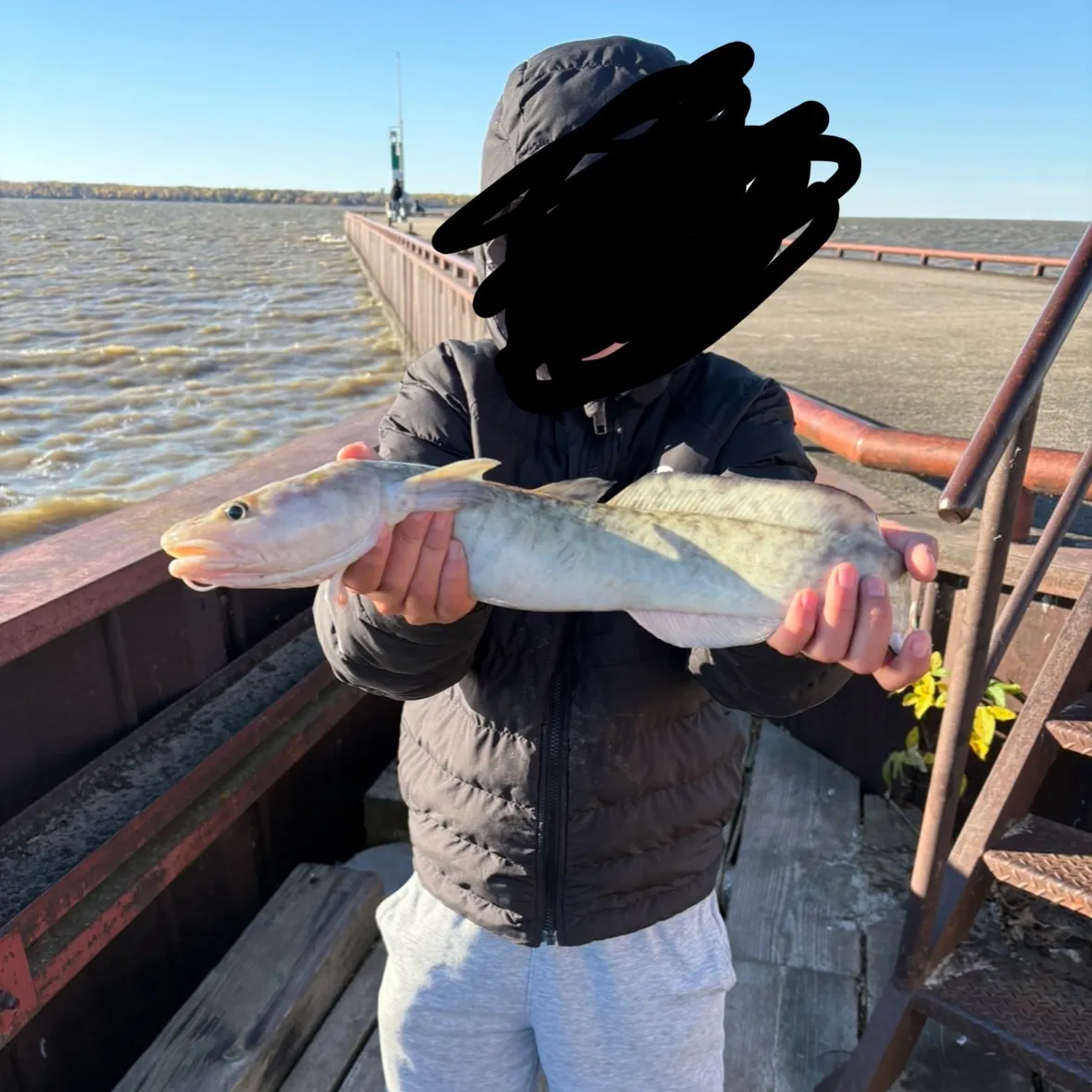 Burbot caught on Fishbrain