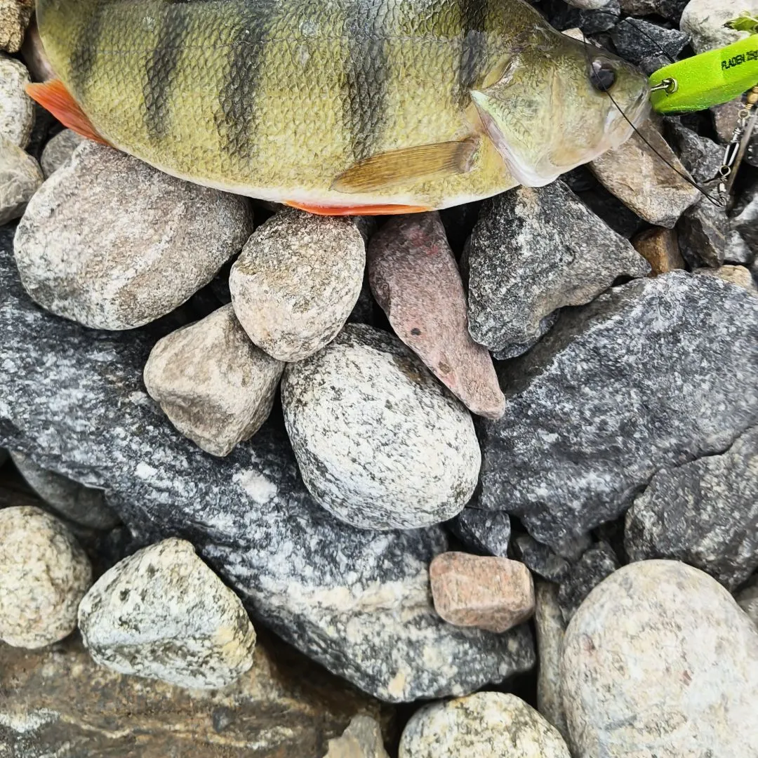 European perch caught on Fishbrain