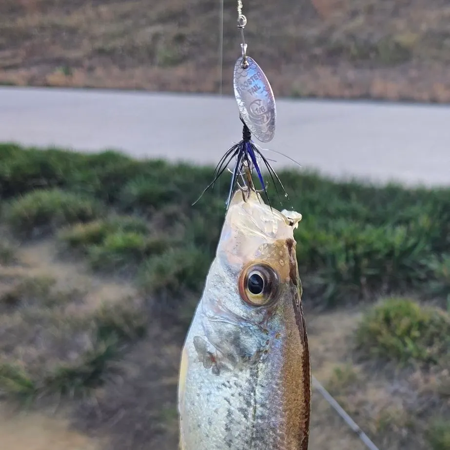 Black crappie caught on Fishbrain