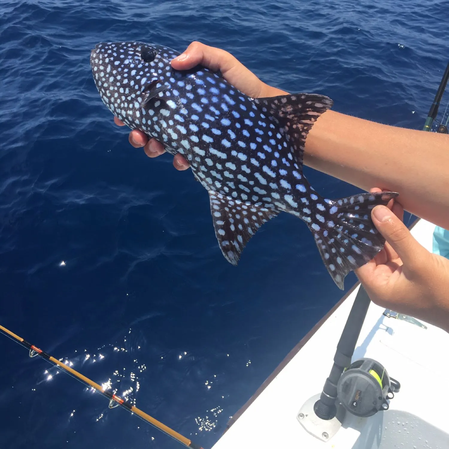 The most recent Rough triggerfish catches on Fishbrain