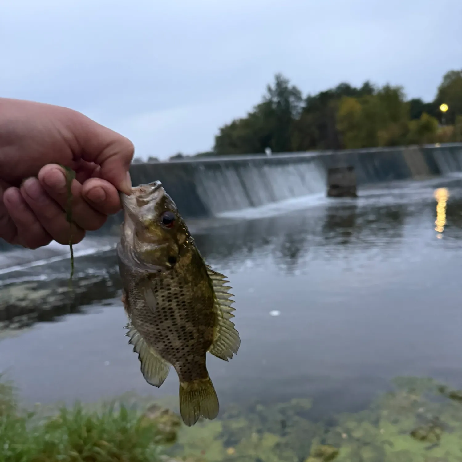Rock bass caught on Fishbrain