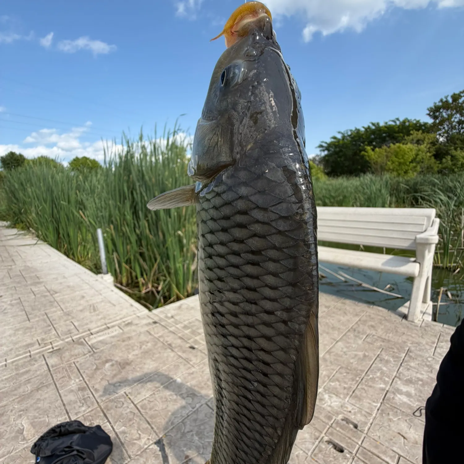 Common carp caught on Fishbrain