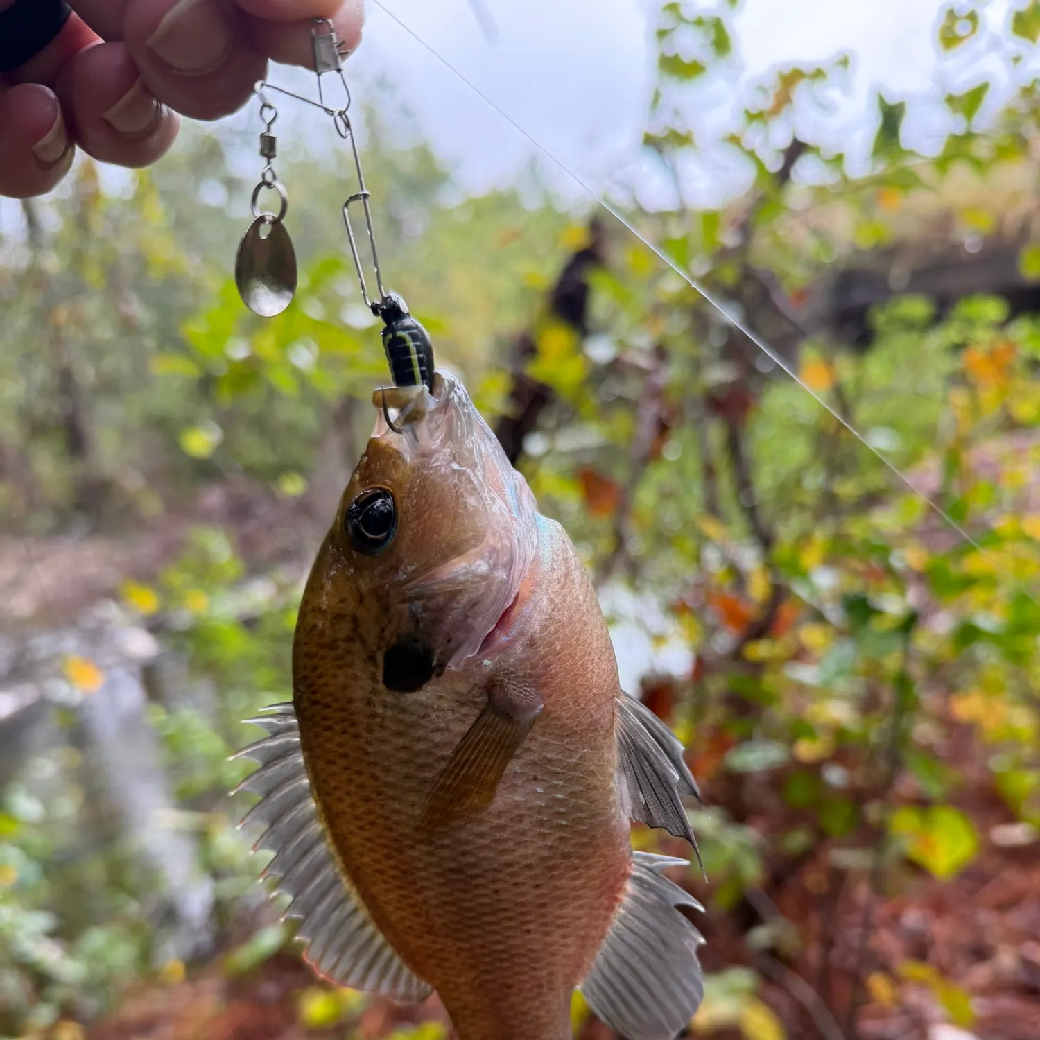 Bluegill caught on Fishbrain