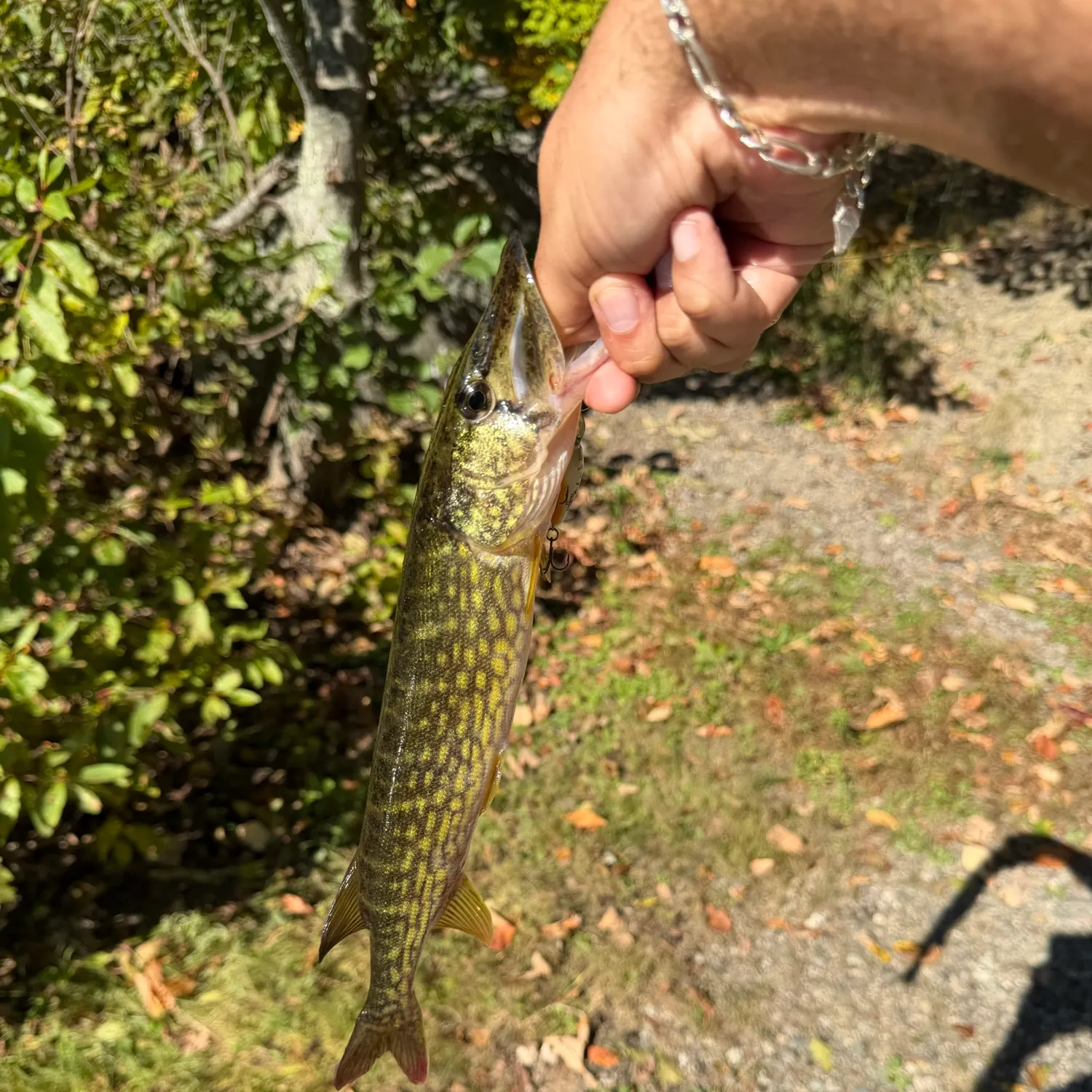 Chain pickerel caught on Fishbrain