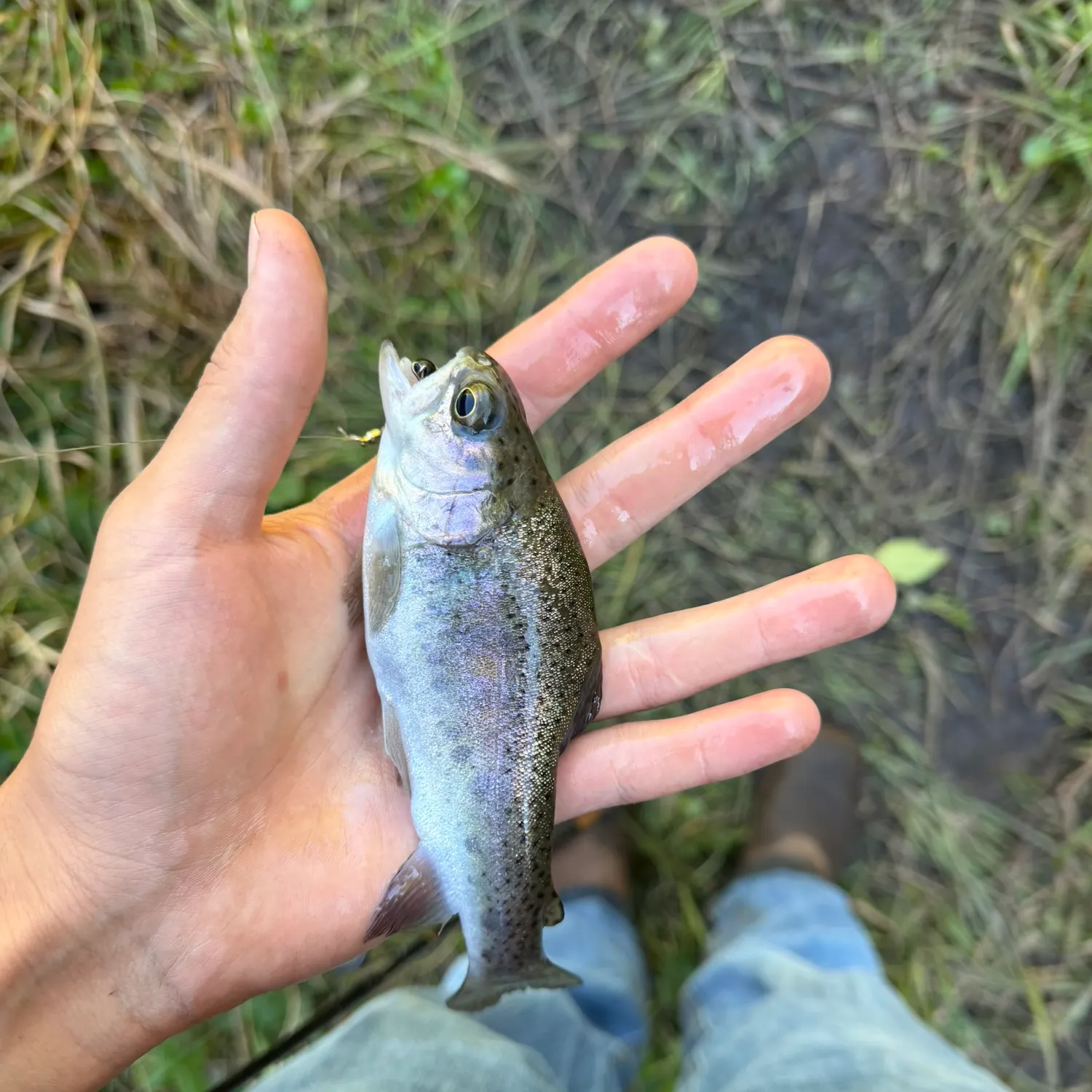 Rainbow trout caught on Fishbrain