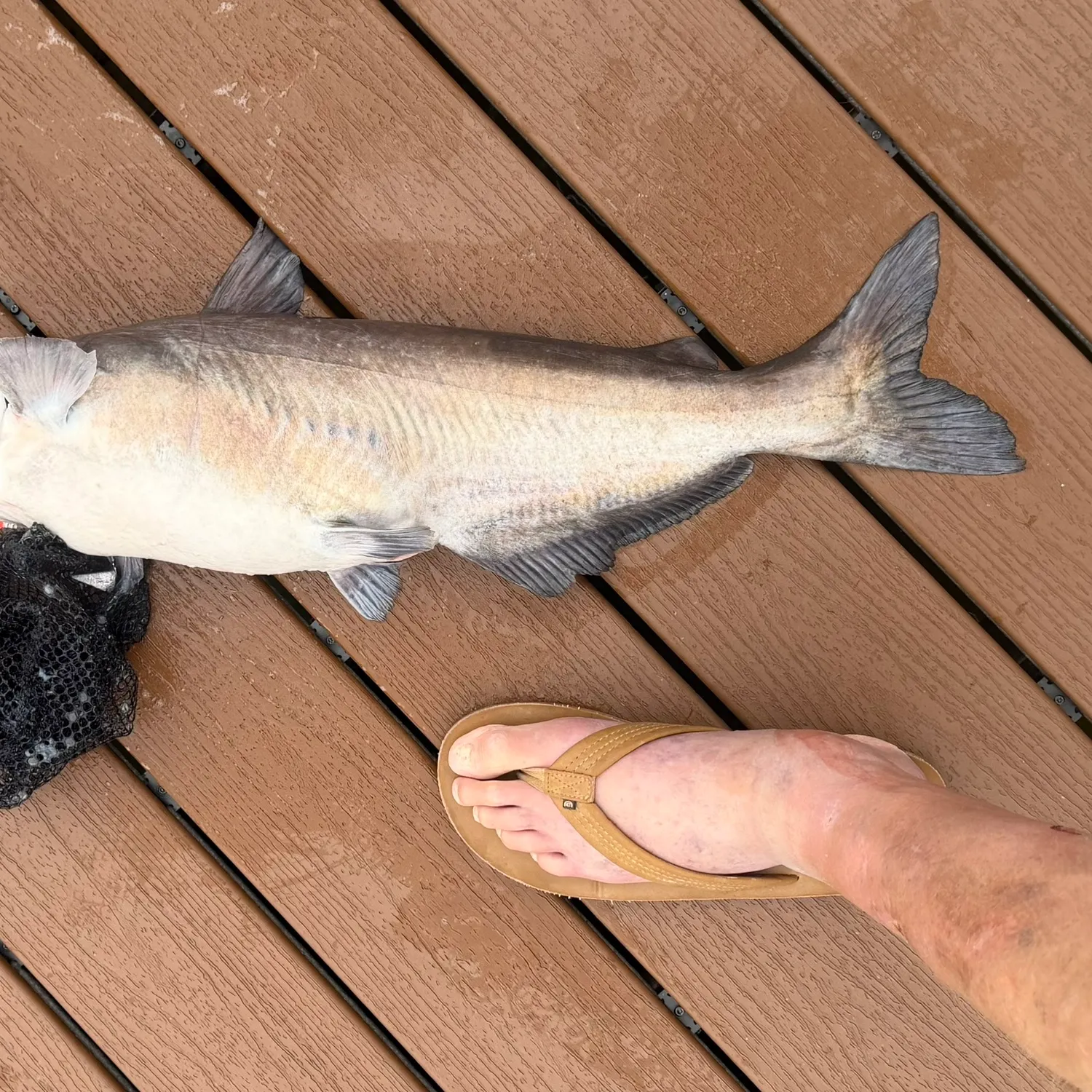 Blue catfish caught on Fishbrain