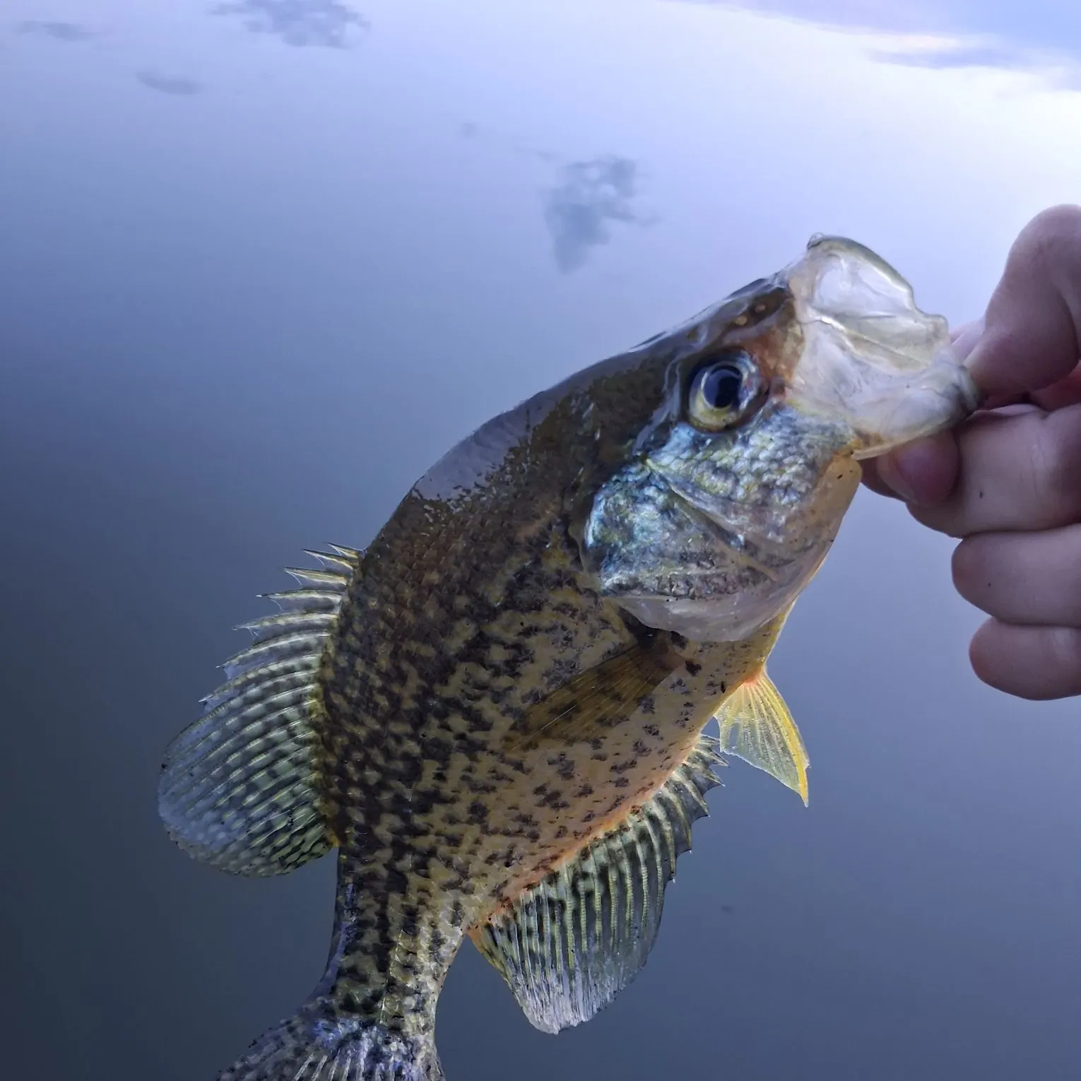 Black crappie caught on Fishbrain