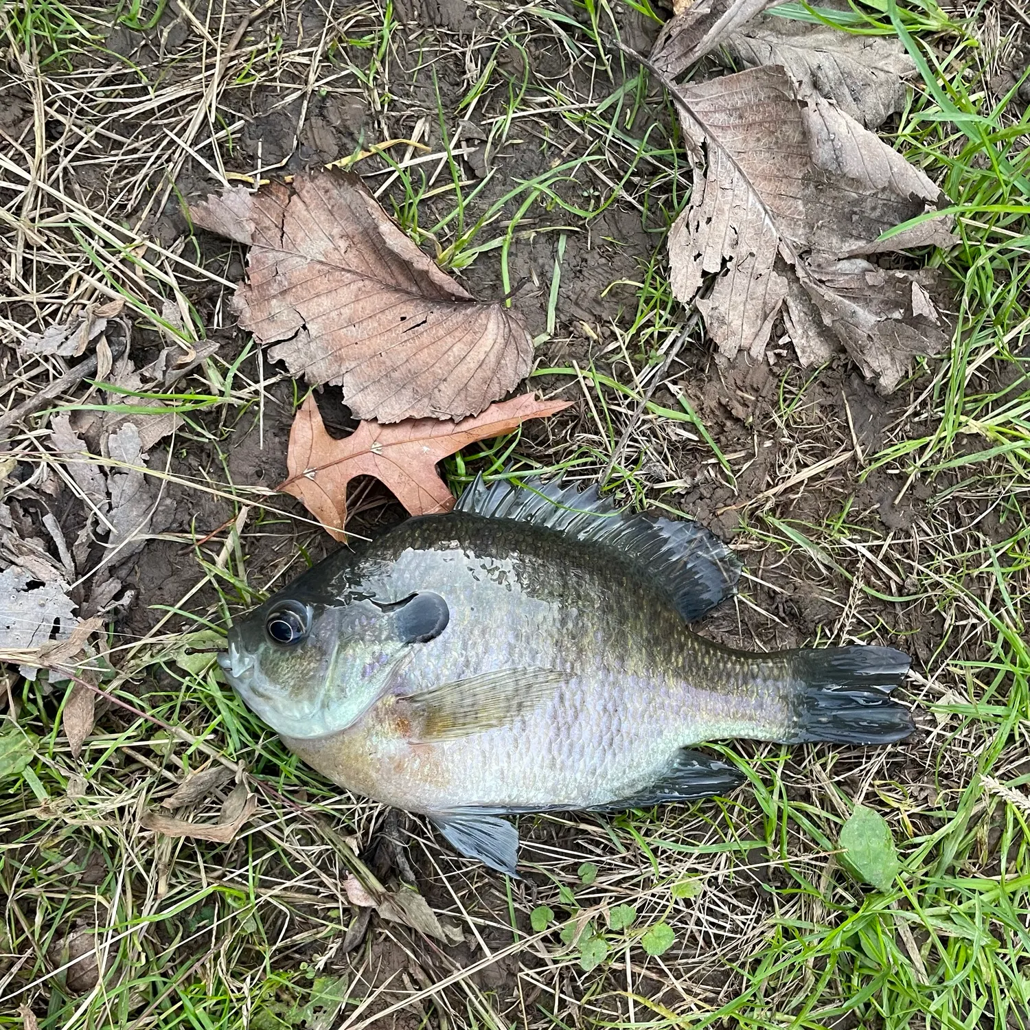 Bluegill caught on Fishbrain