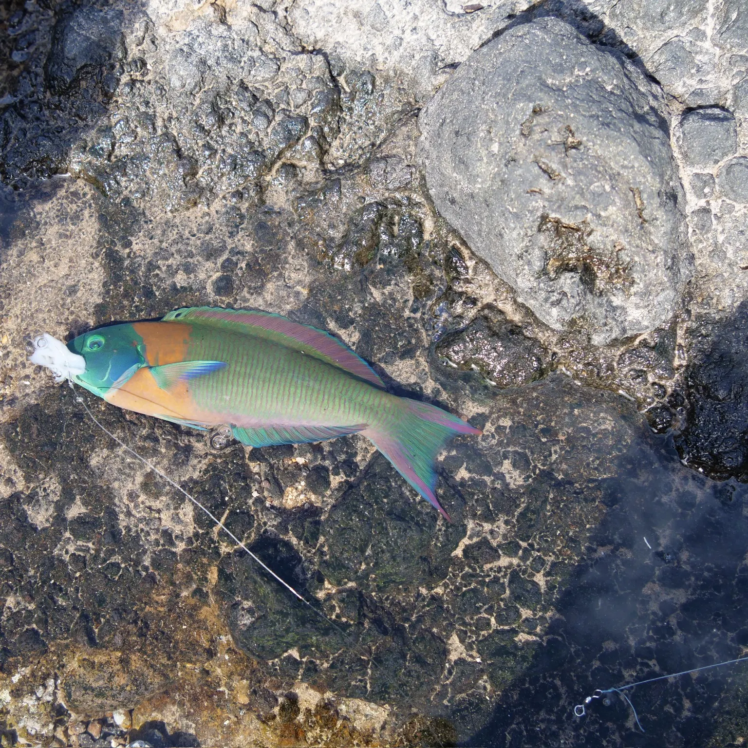 The most recent Saddle wrasse catches on Fishbrain