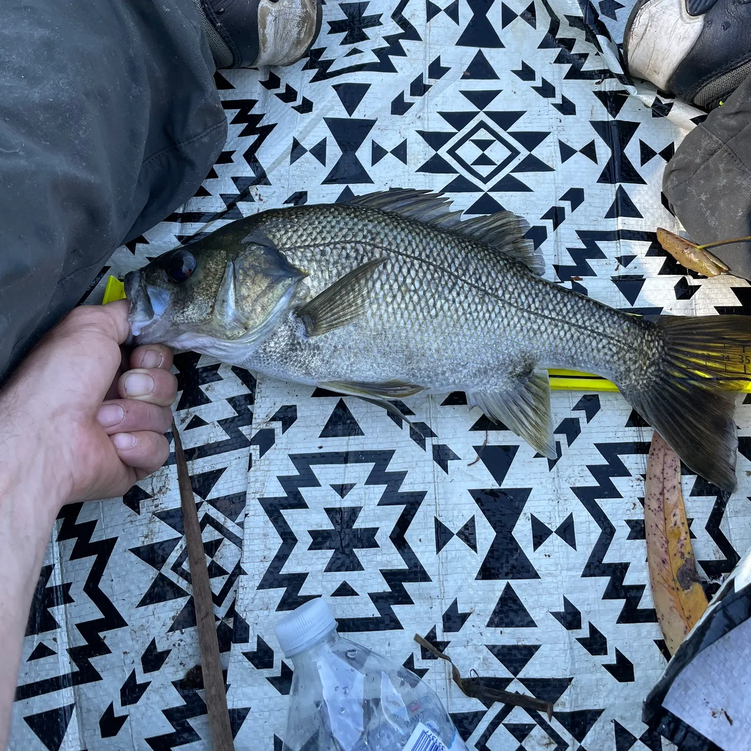 Australian bass caught on Fishbrain