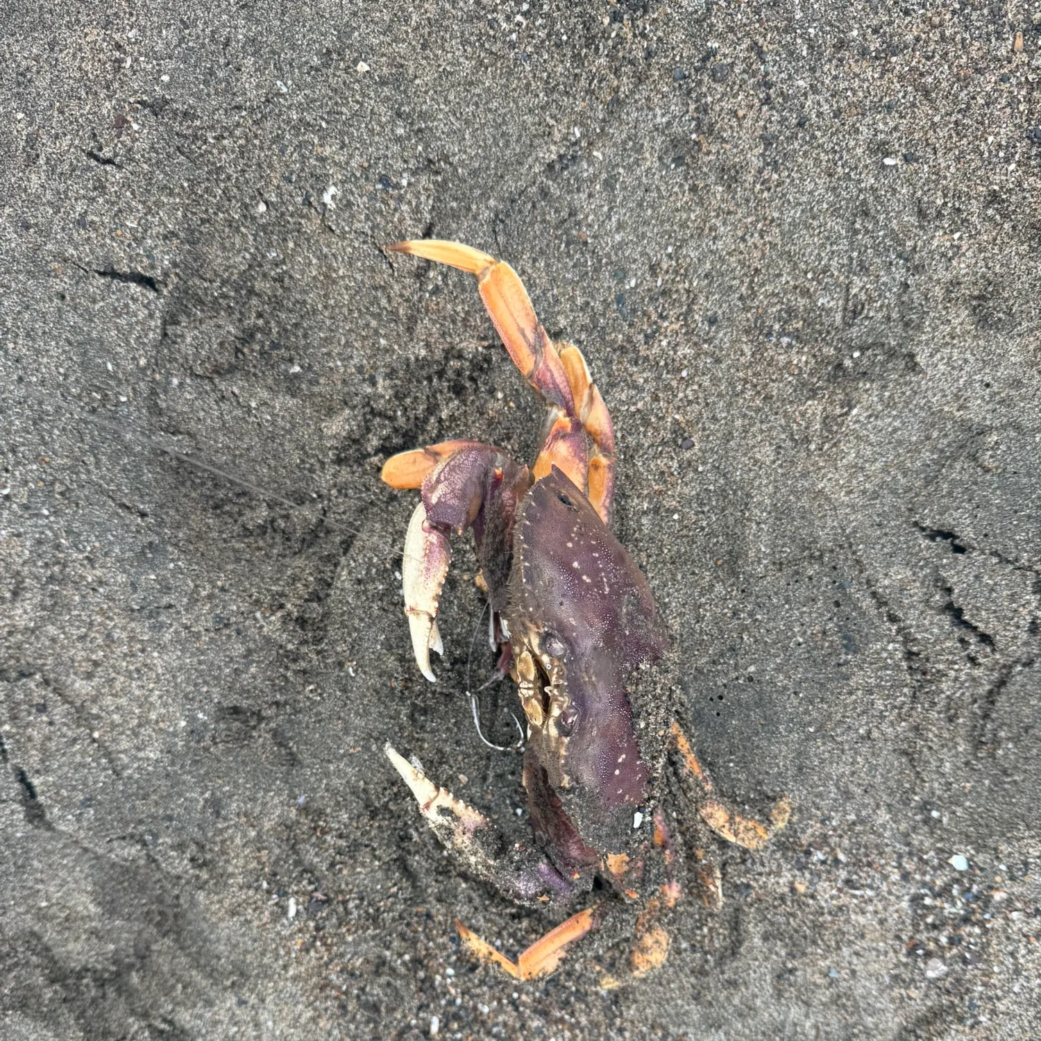 The most recent Pacific rock crab catches on Fishbrain