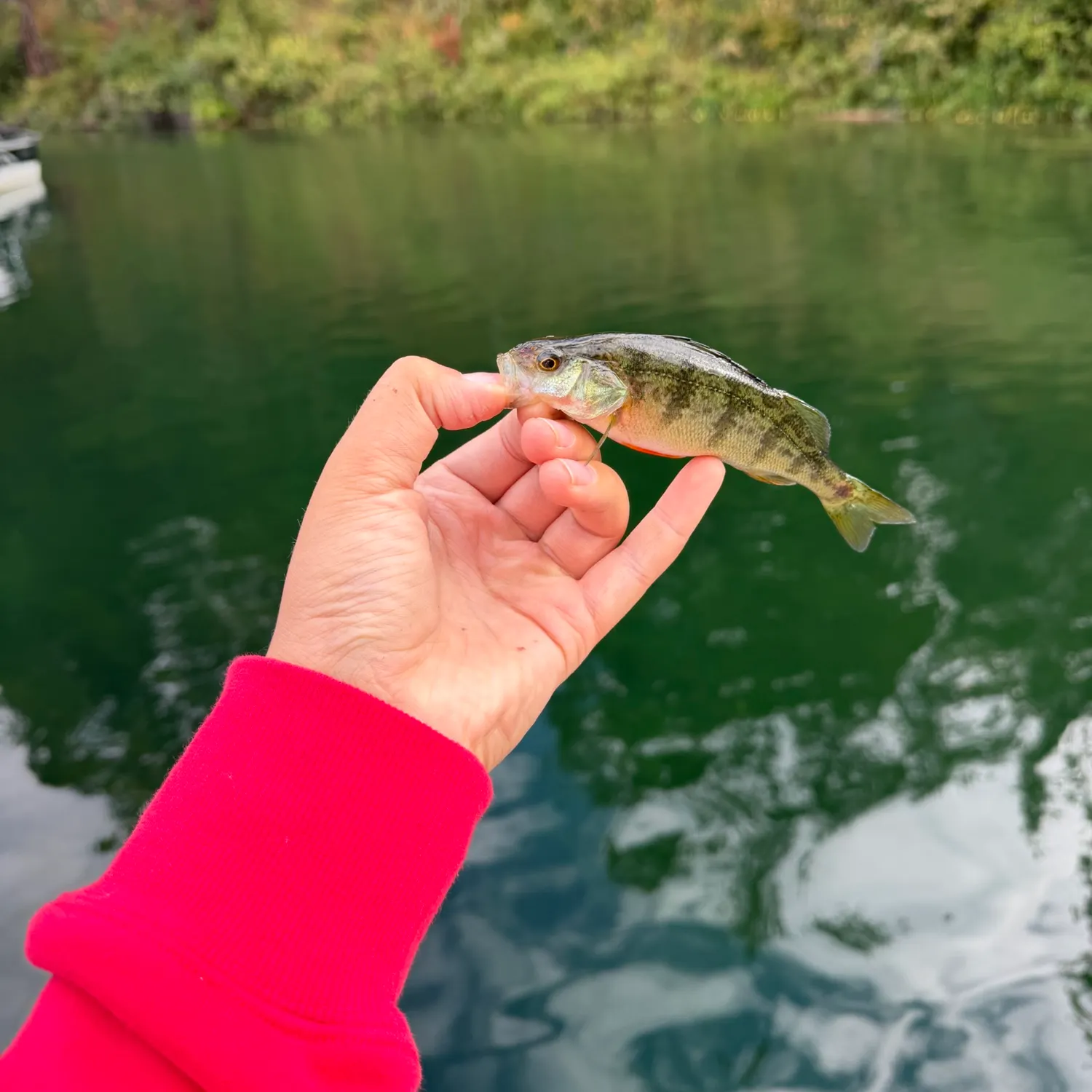 Yellow perch caught on Fishbrain