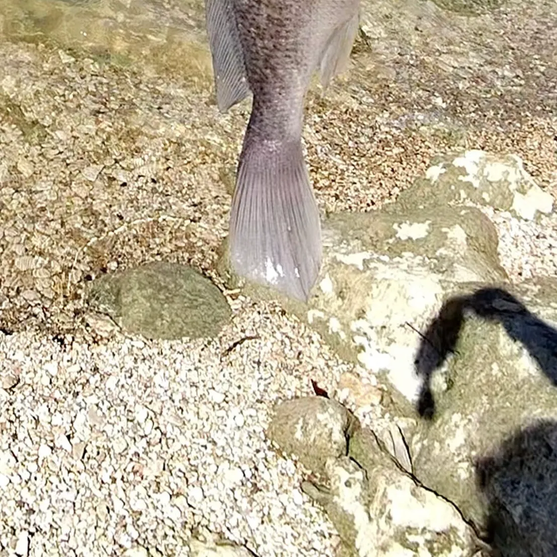 Freshwater drum caught on Fishbrain