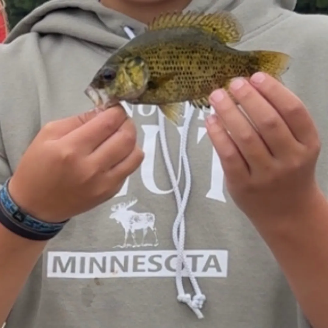 Rock bass caught on Fishbrain