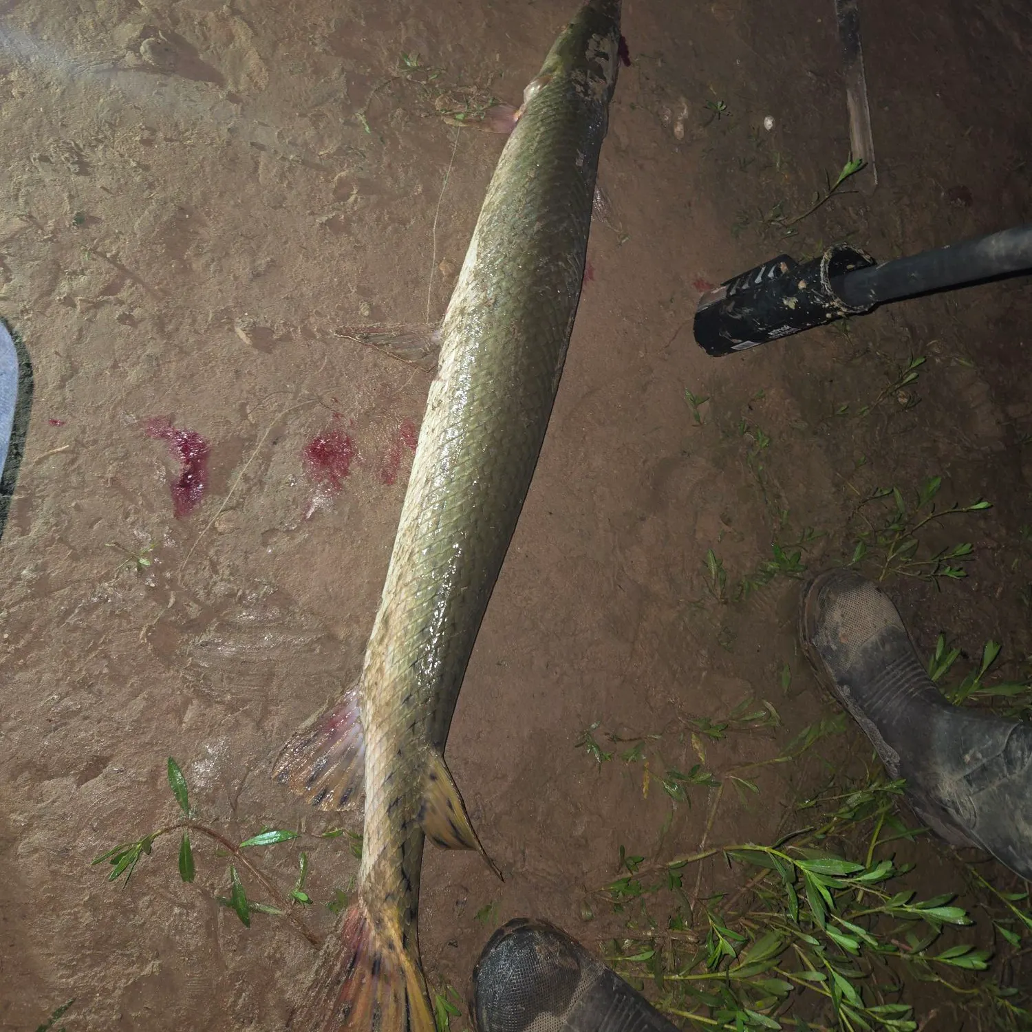 The most recent Needlenose gar catches on Fishbrain
