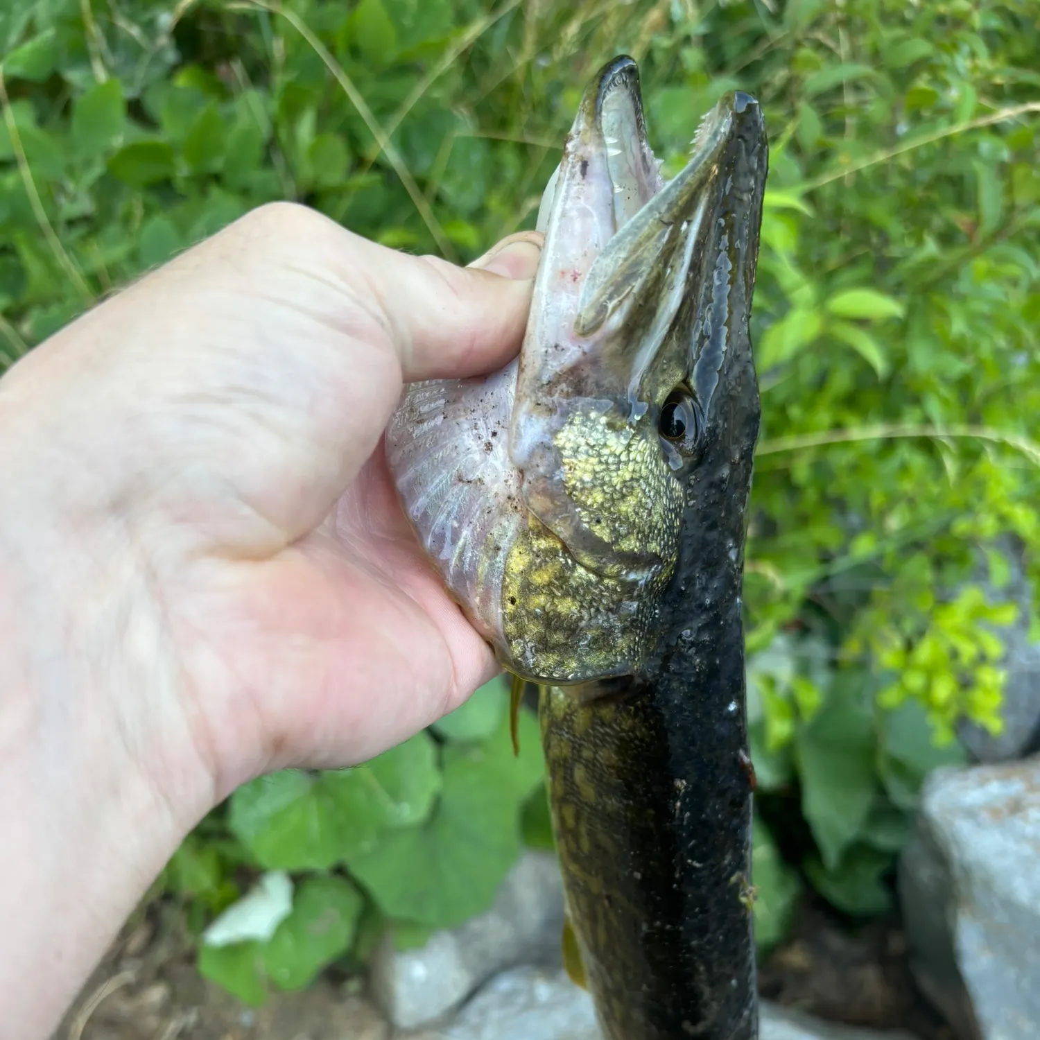 catch