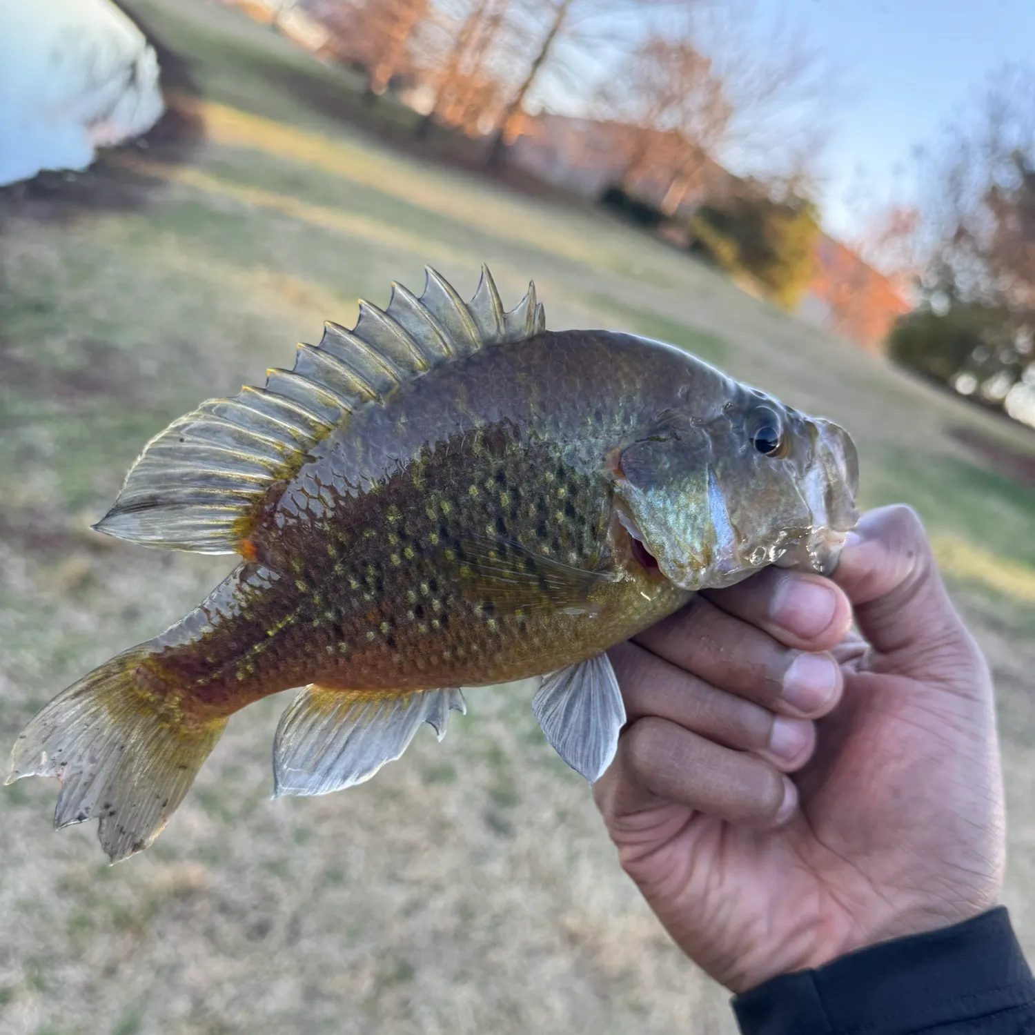 angler catch