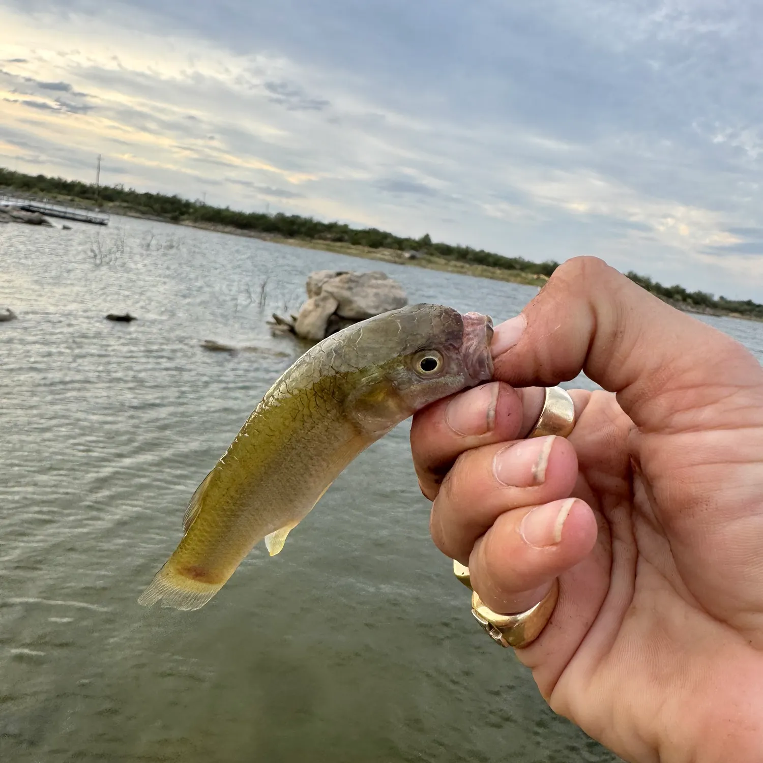 The most recent Gulf killifish catches on Fishbrain