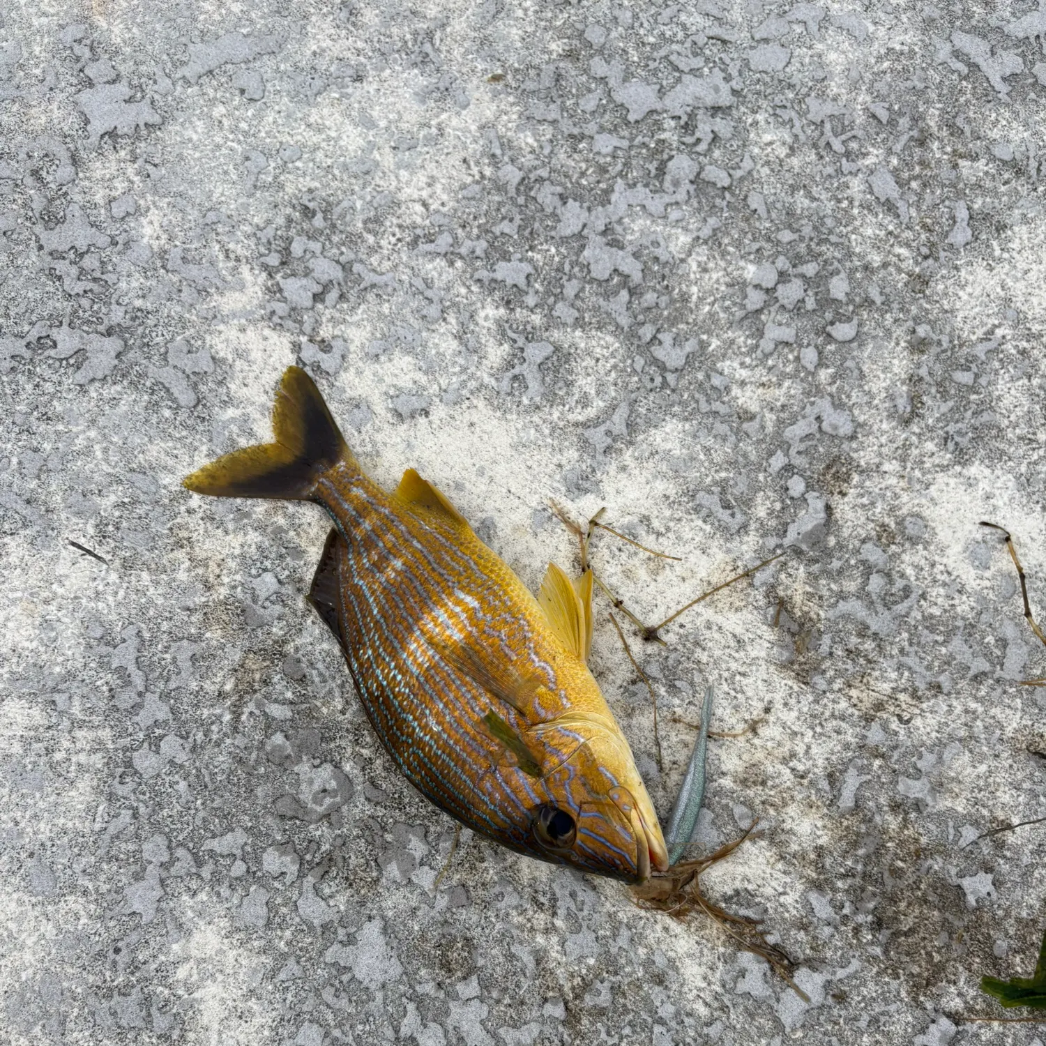 The most recent Sailor's choice grunt catches on Fishbrain