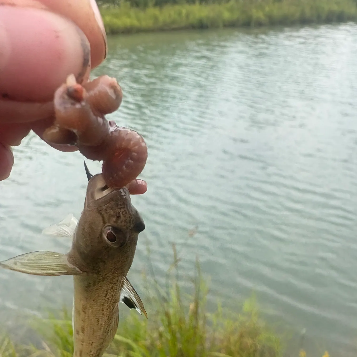 Round goby caught on Fishbrain