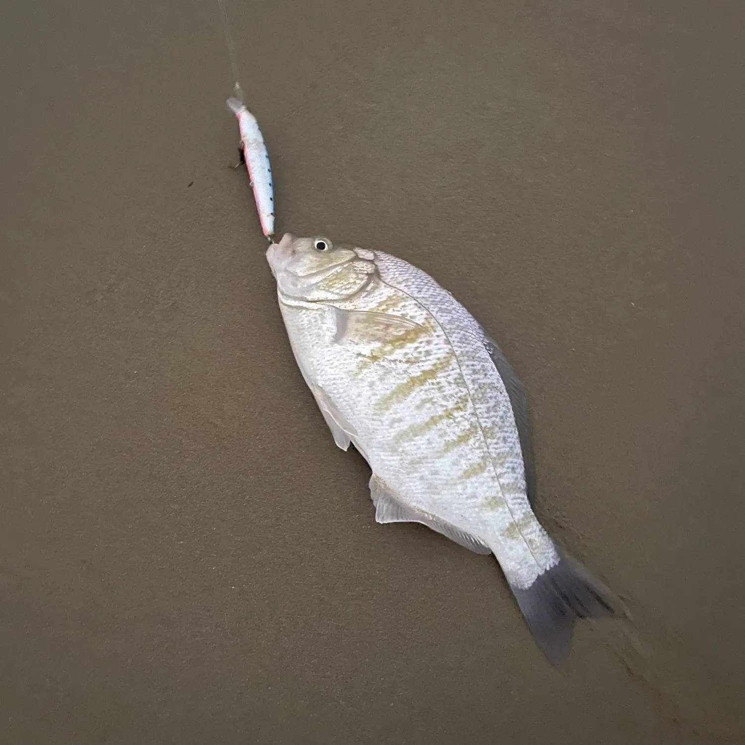 Barred surfperch caught on Fishbrain