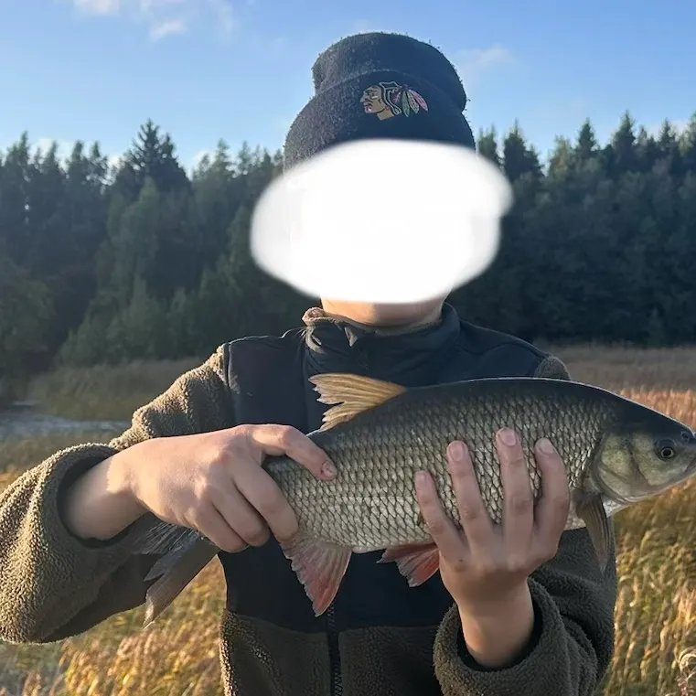 Ide caught on Fishbrain