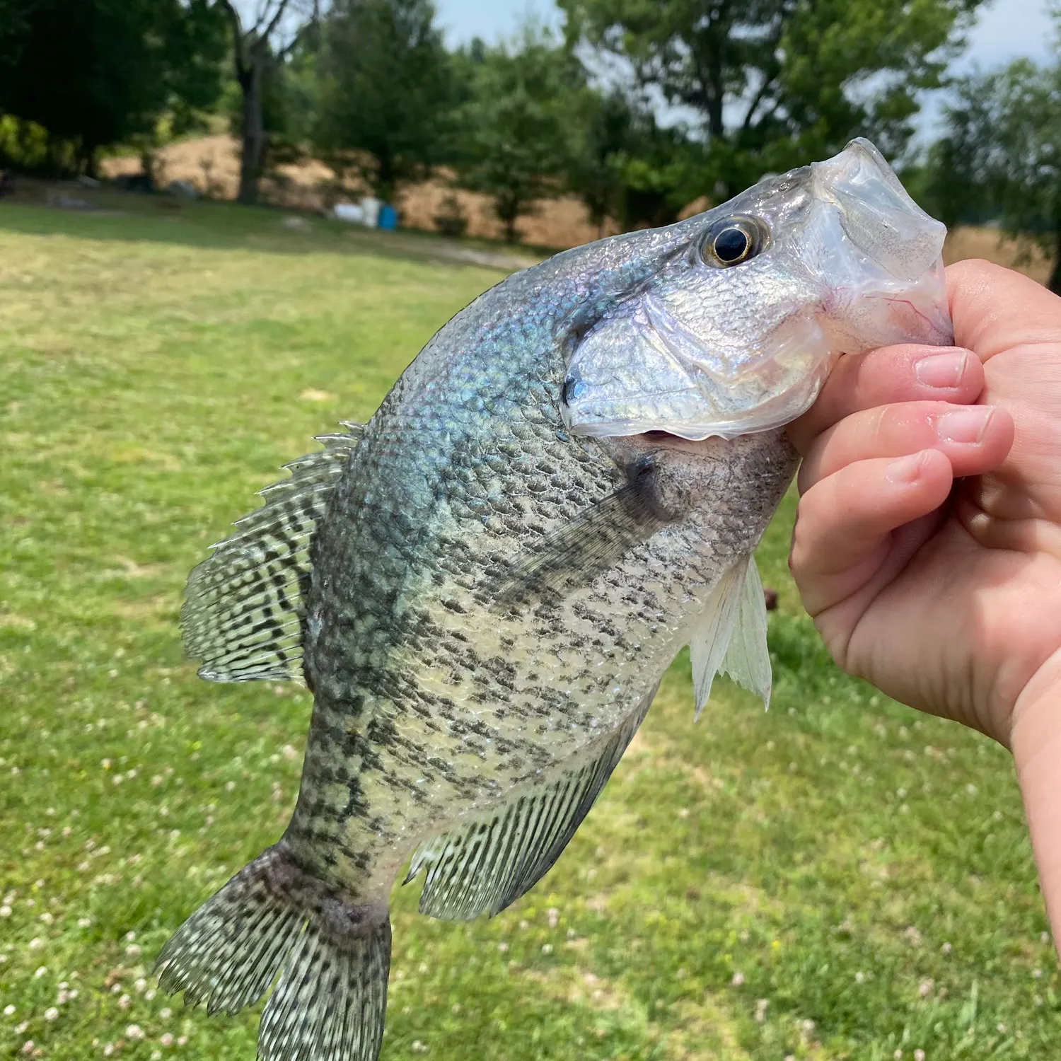White crappie caught on Fishbrain