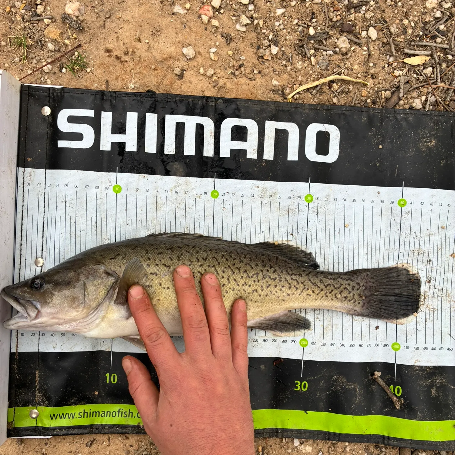 The most recent Trout cod catches on Fishbrain