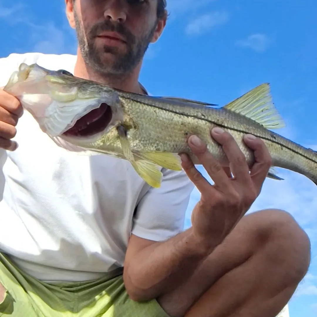 Common snook caught on Fishbrain