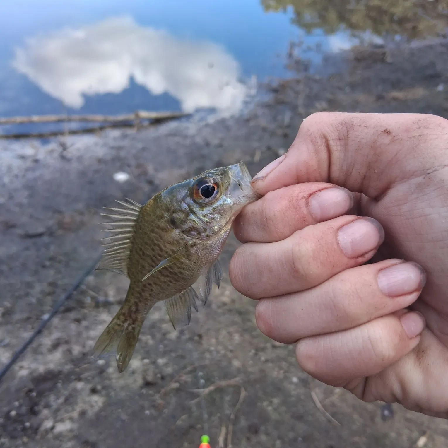 The most recent Warmouth catches on Fishbrain