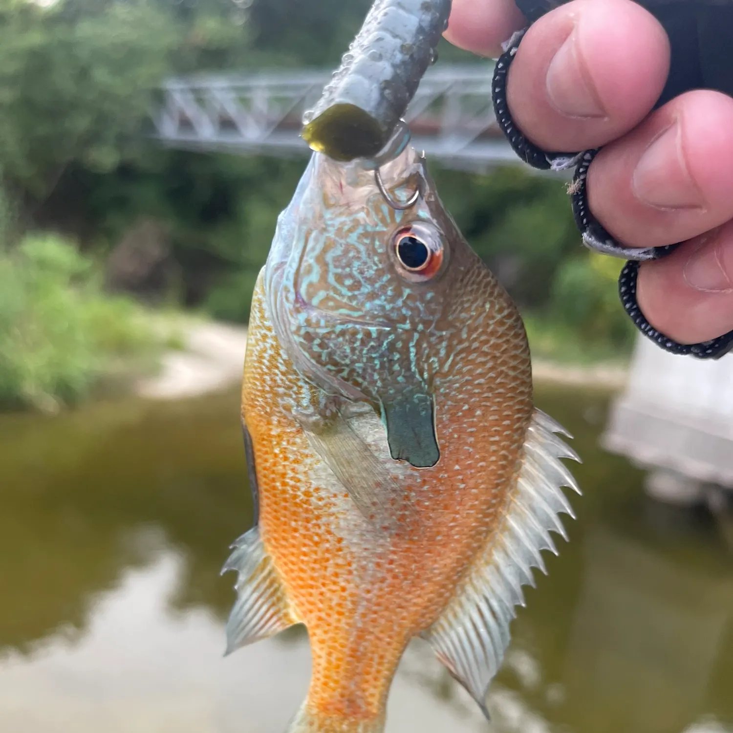 Longear sunfish caught on Fishbrain