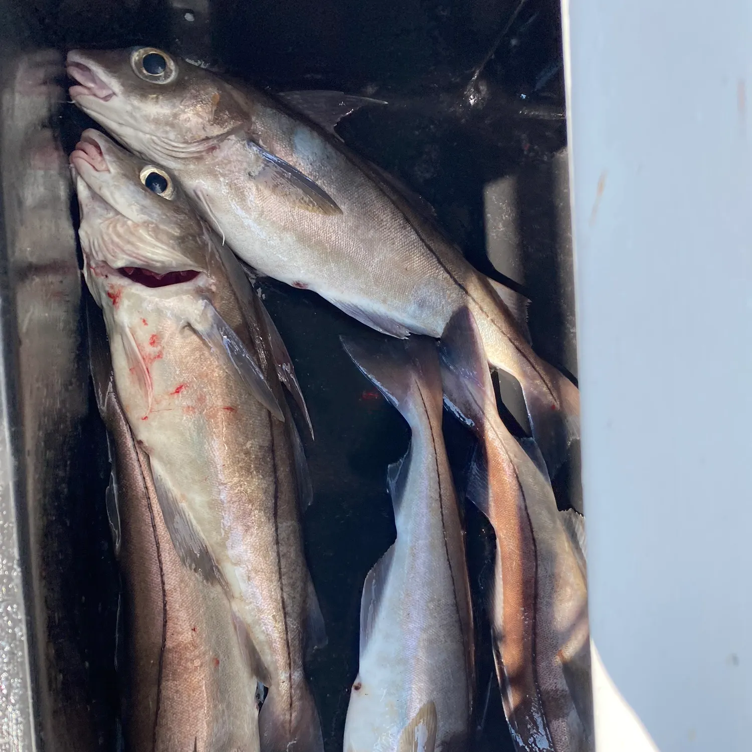 The most recent Haddock catches on Fishbrain